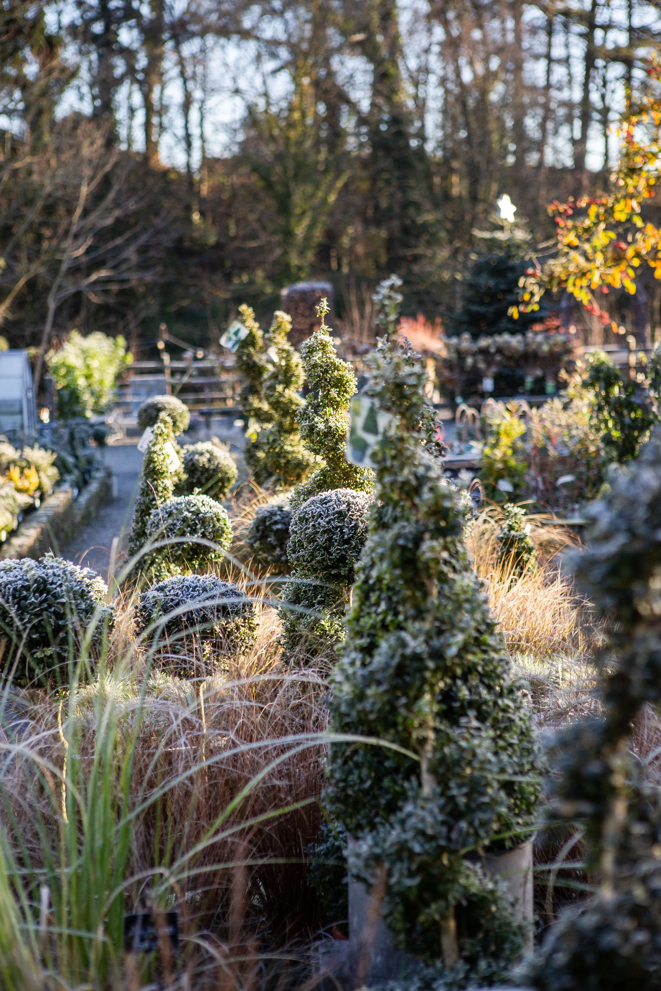 8th December 2022 HC Frost-3617 (1).jpg