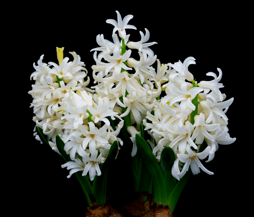 Spotlight-Hyacinth.png