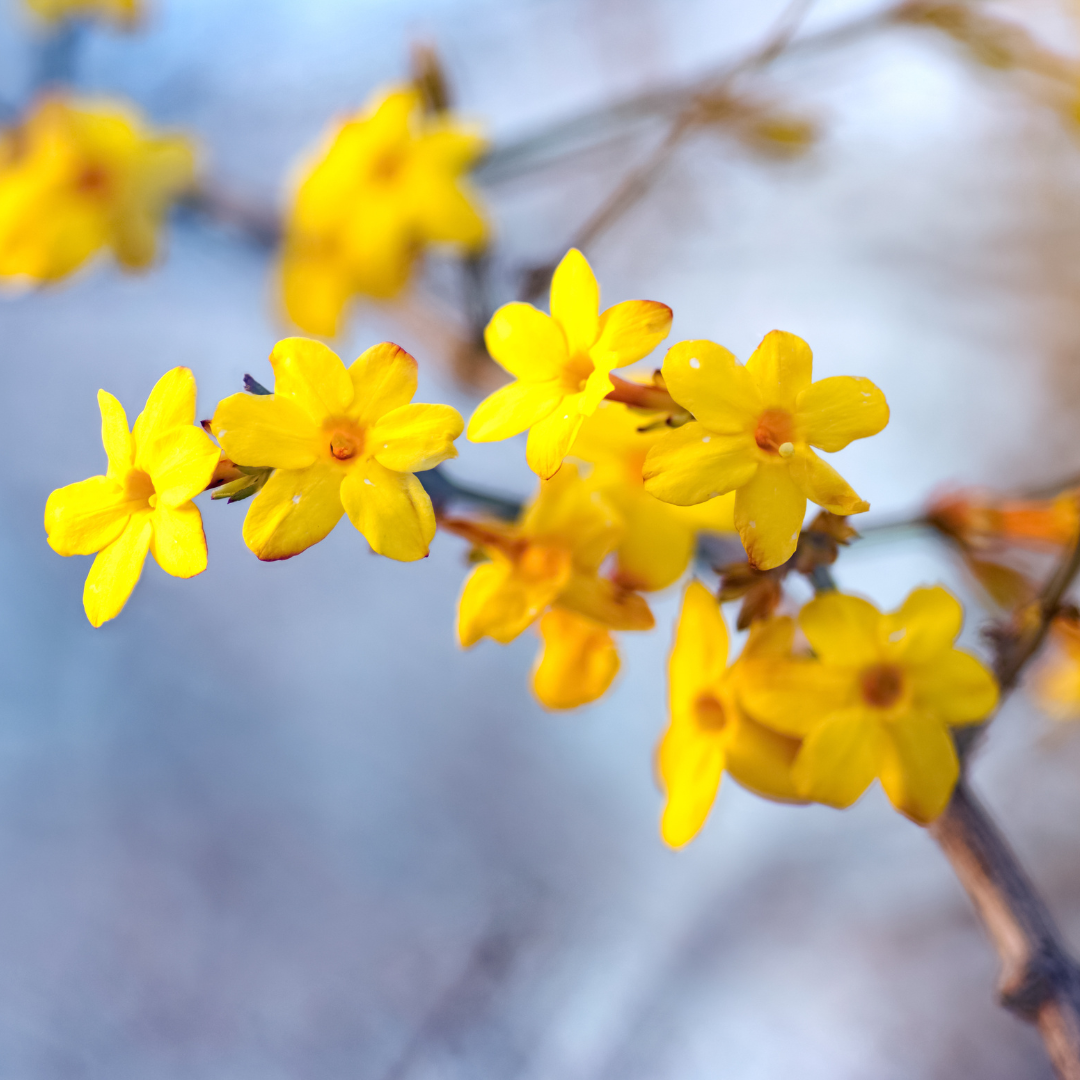 winter jasmine.png