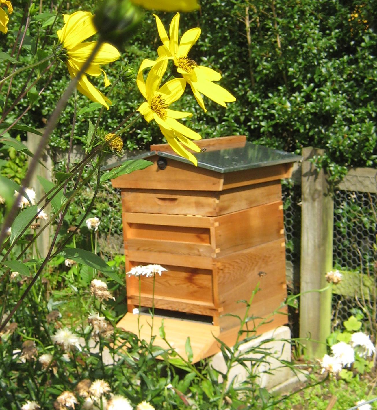 bee hives in potager.png