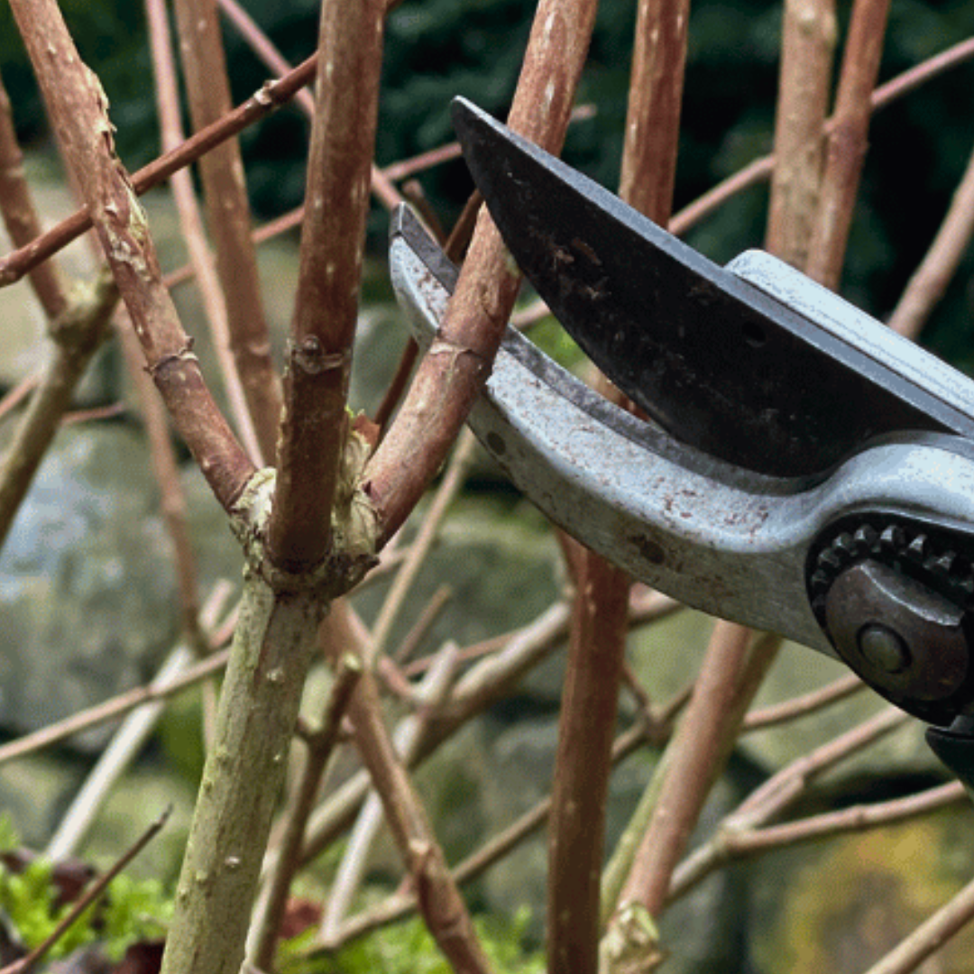 rr new logo2.pdf (10).png