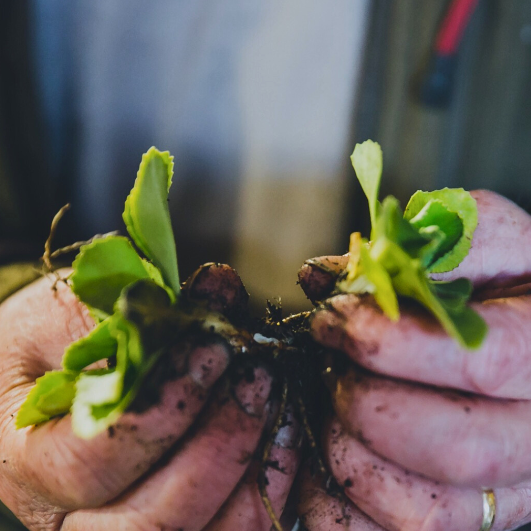 rr new logo2.pdf (11).png