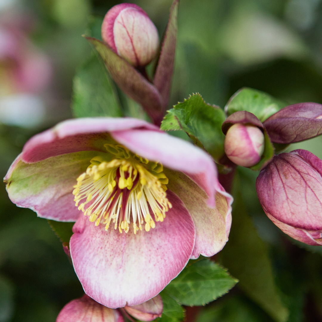 rr new logo2.pdf (12).png