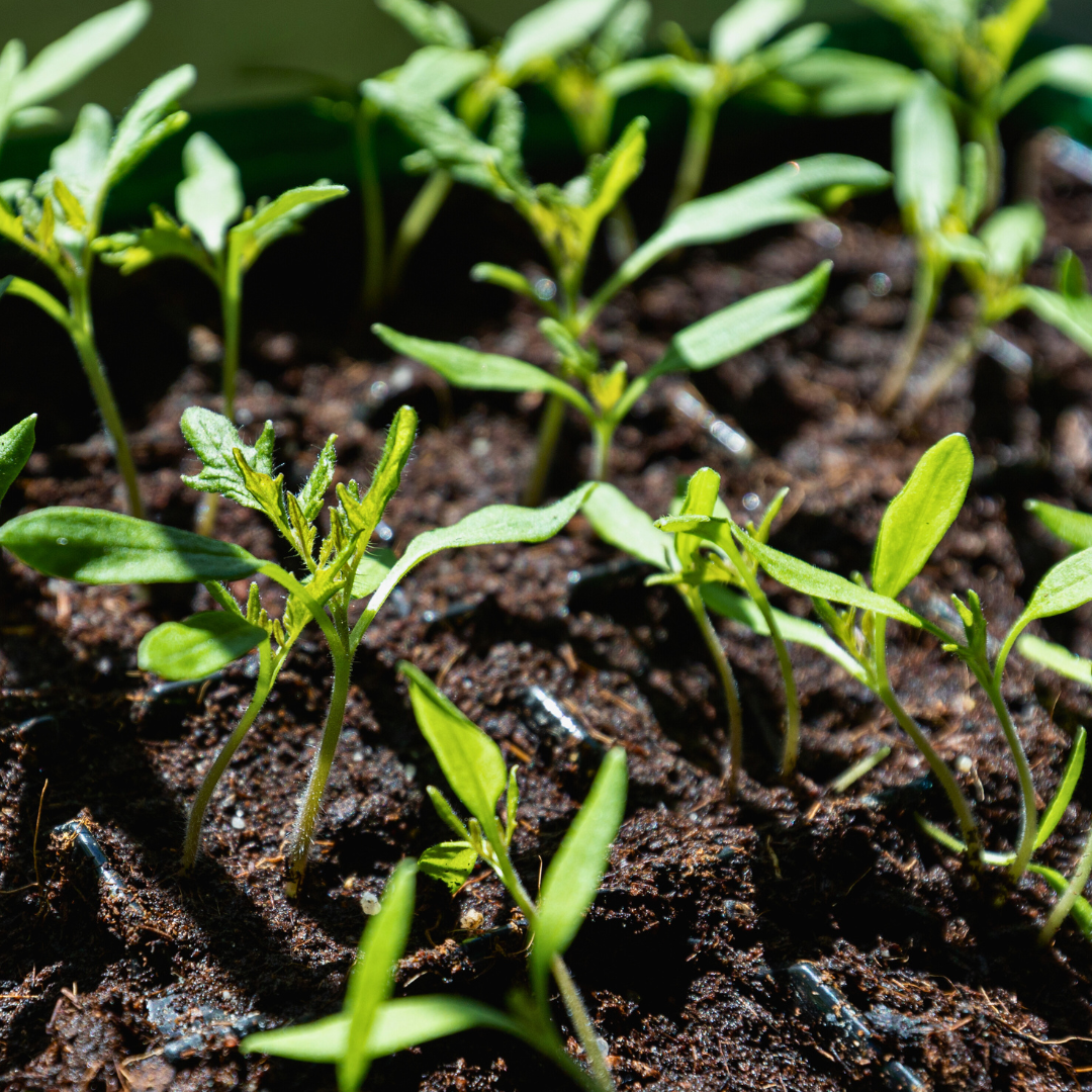 rr new logo2.pdf (13).png