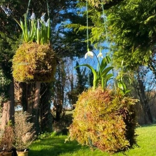 Spring Bulb Kokedama