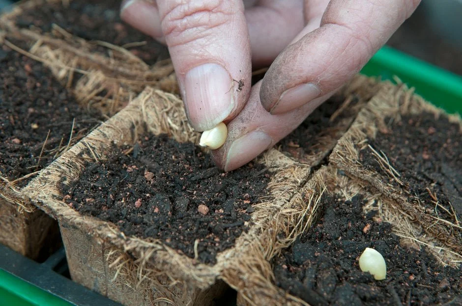 sowing-sweetcorn-seeds-into-coir-modules.jpg