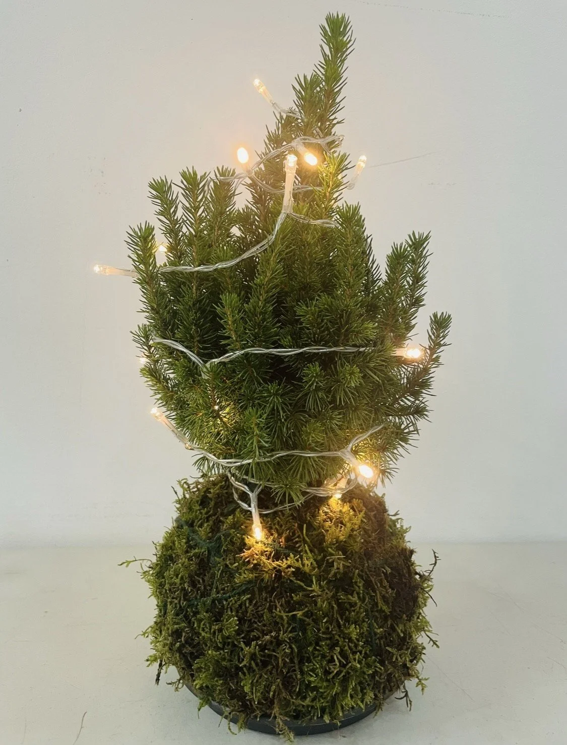 Kokedama Christmas Tree.jpg