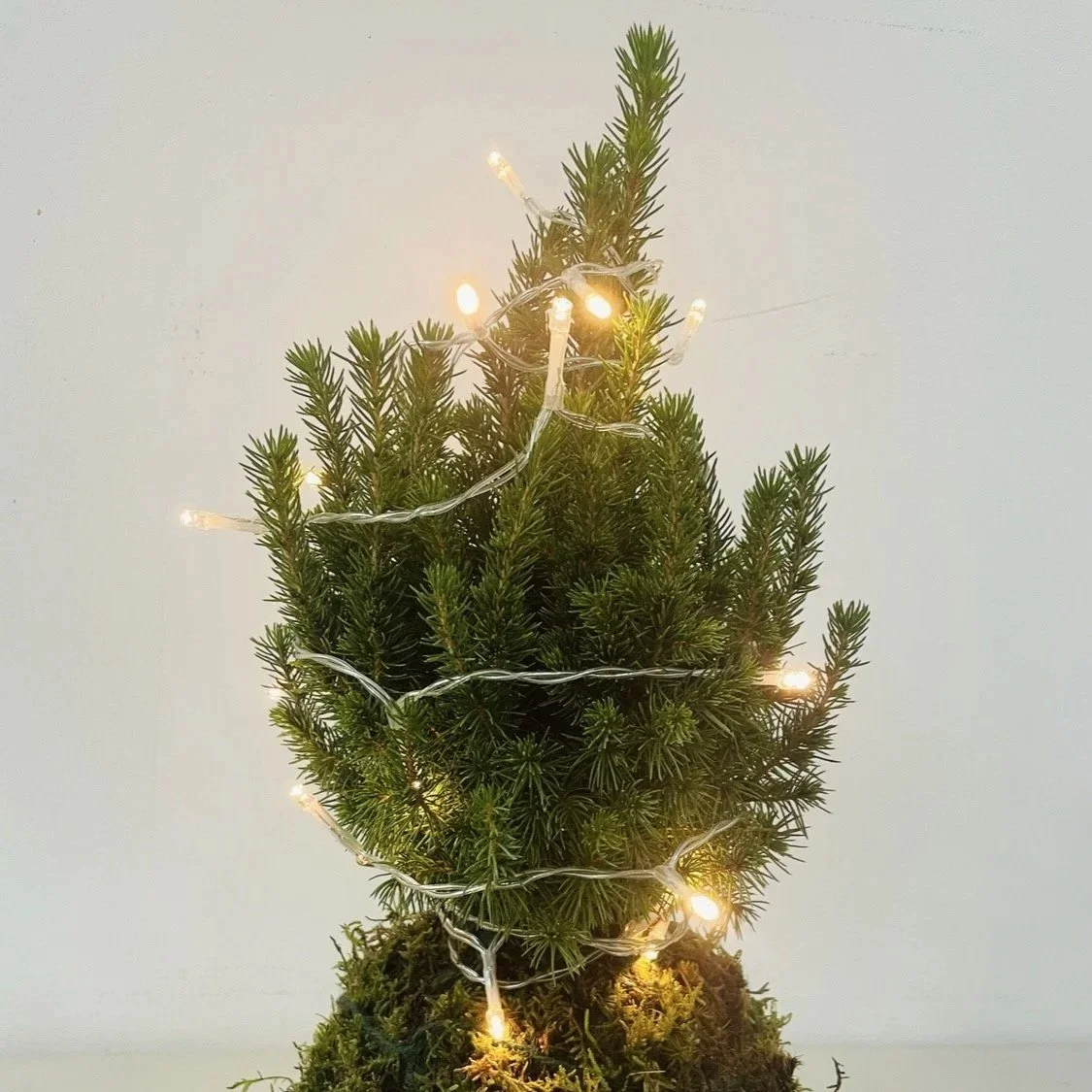 Kokedama Christmas Tree Workshop