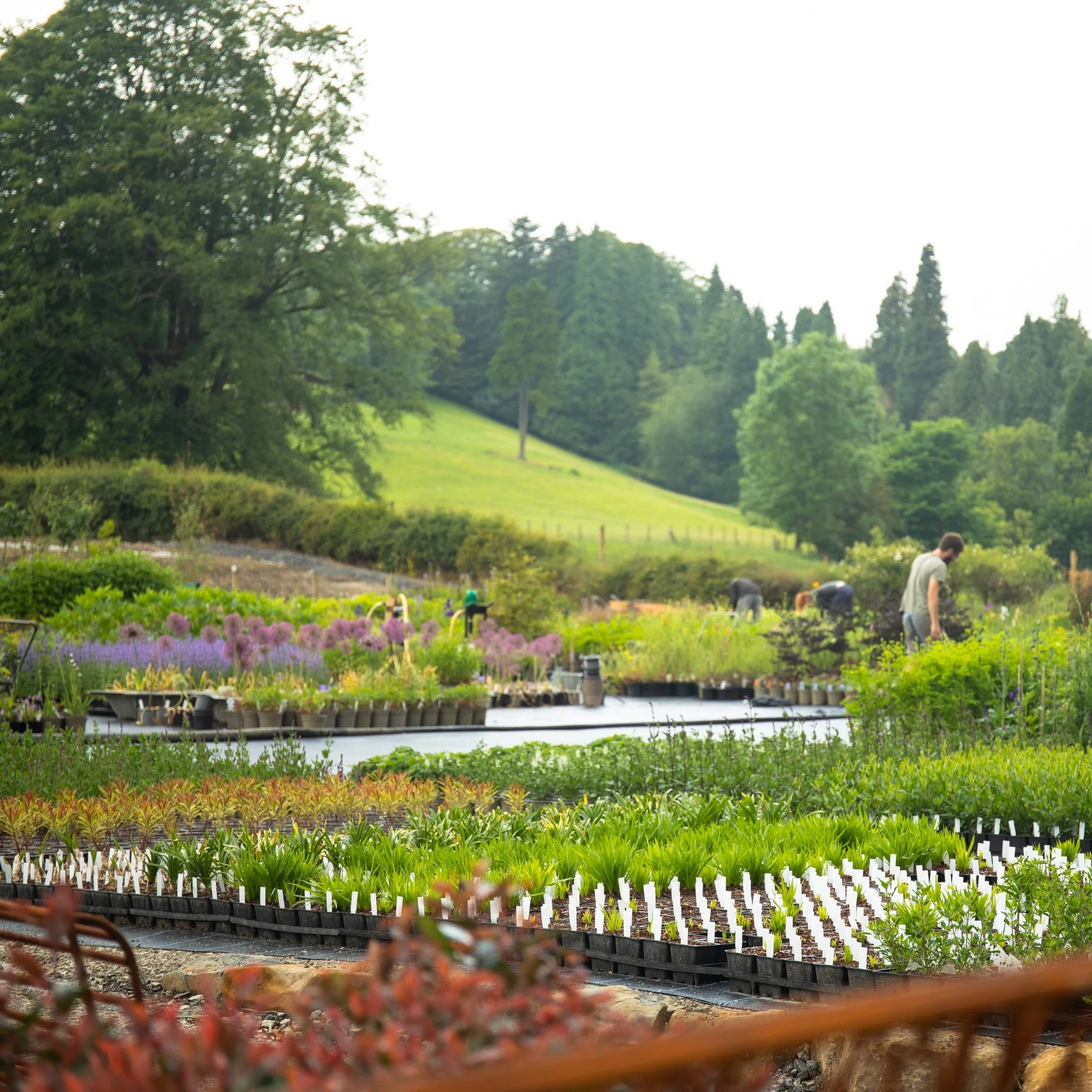 Loop Nurseries Plants and garden — Holden Clough Nurseries