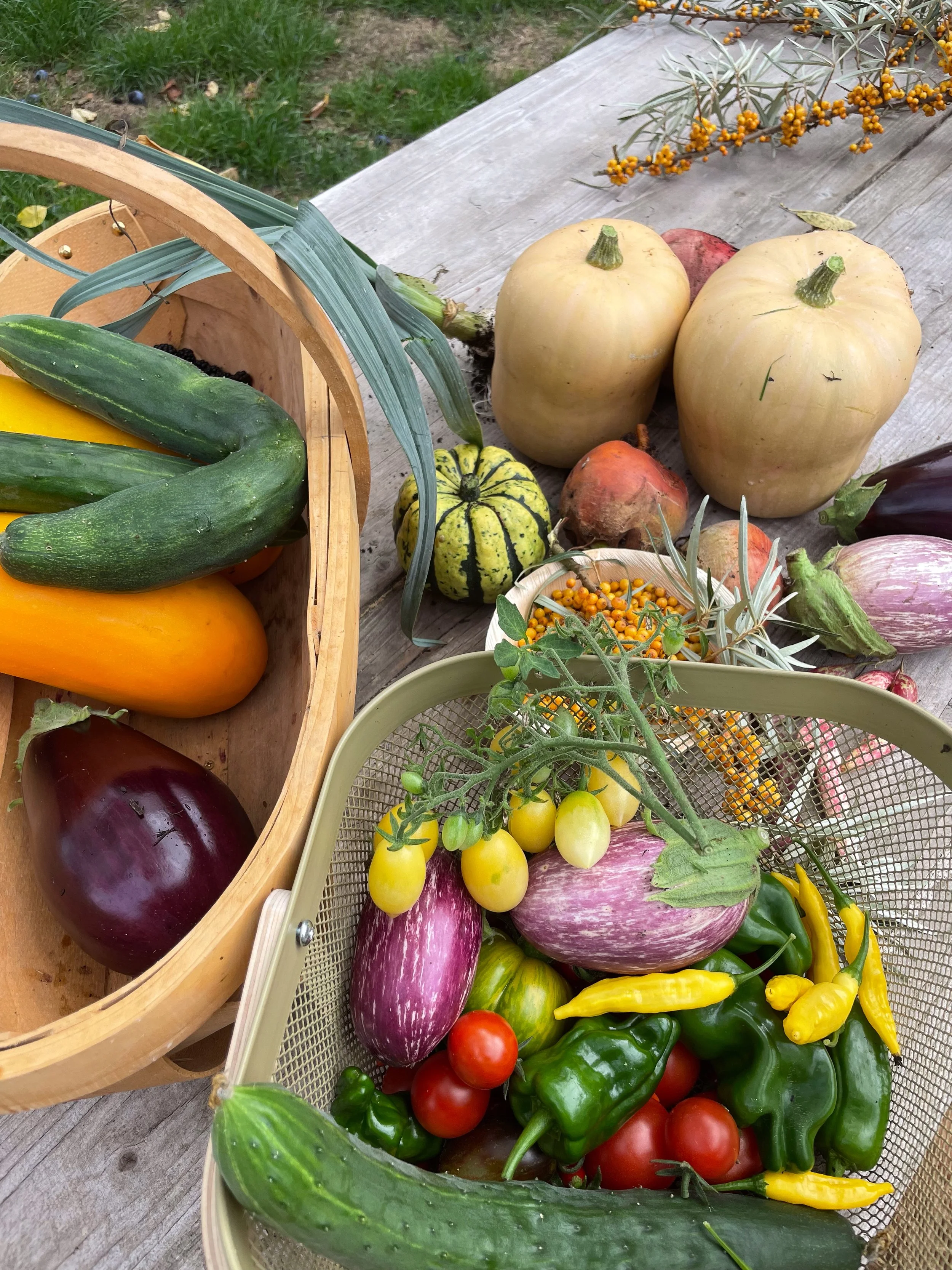 Vegetable Growing Workshop · 5th July 2026 · 11am-2pm