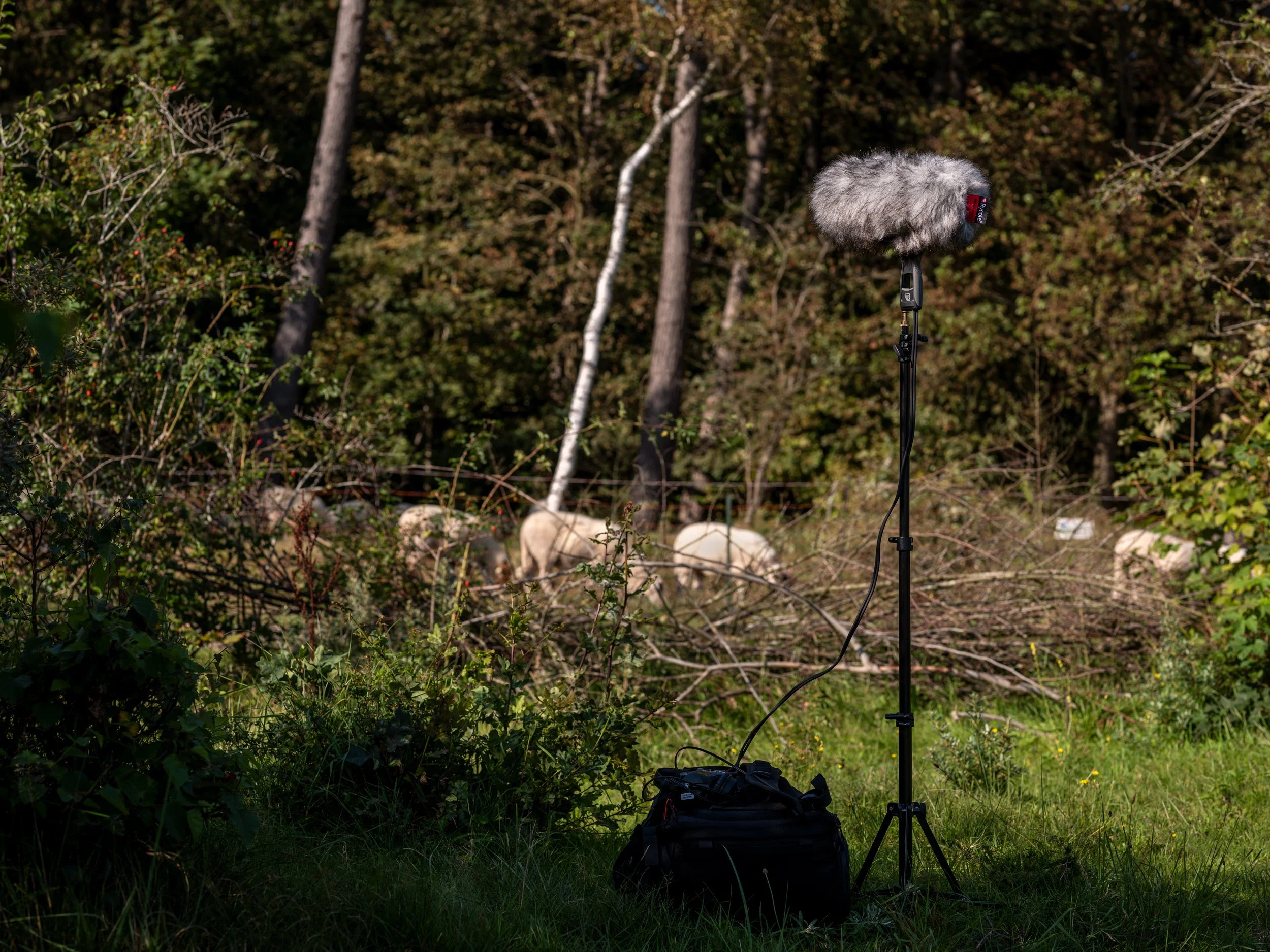 MDM-Field-Recording-0098.jpg