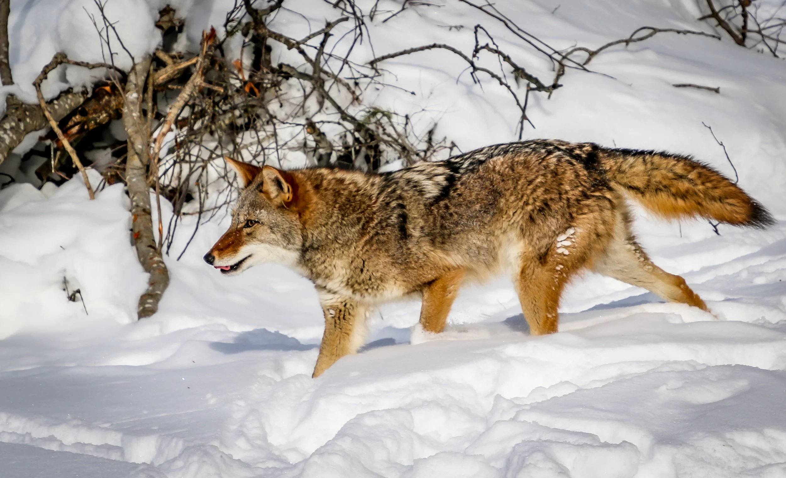 coyote_shutterstock_1930067852.jpg