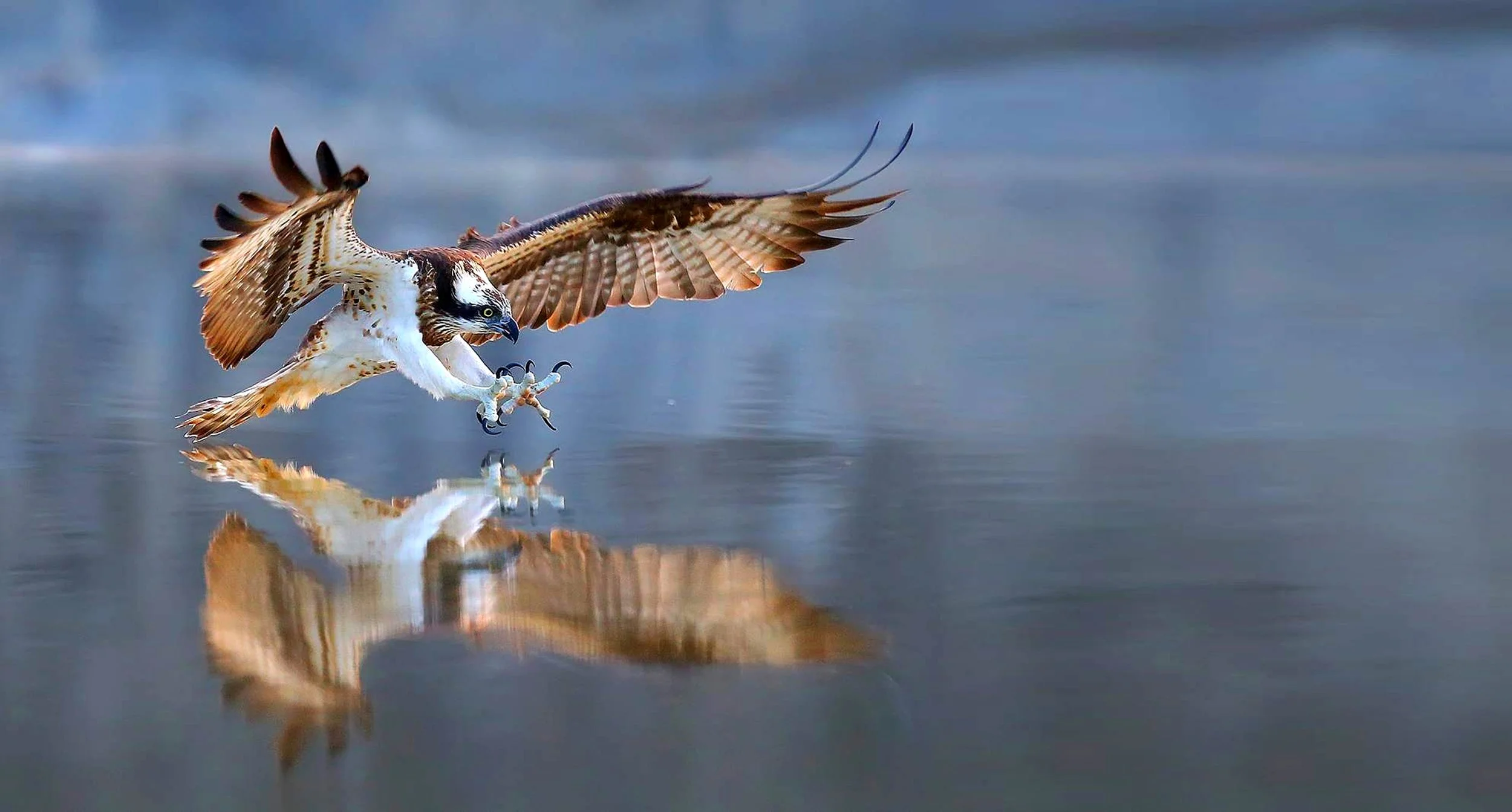 osprey_shutterstock_521062366.jpg