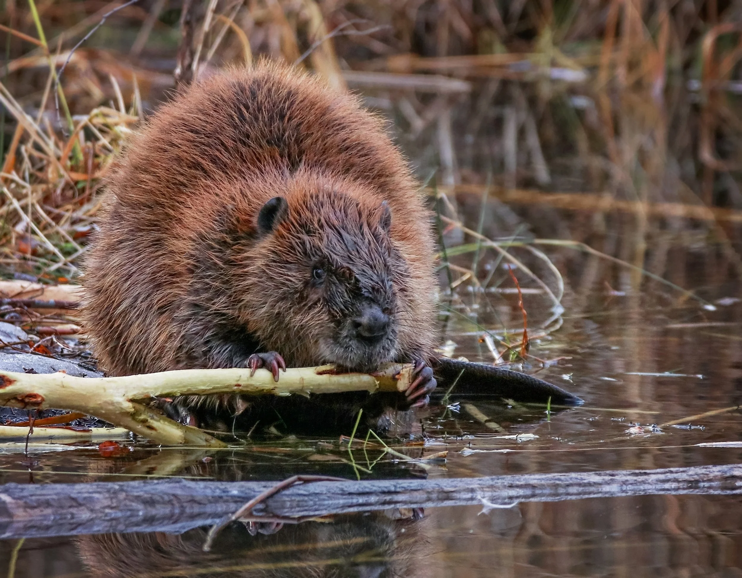 beaver_shutterstock_772367743.jpg