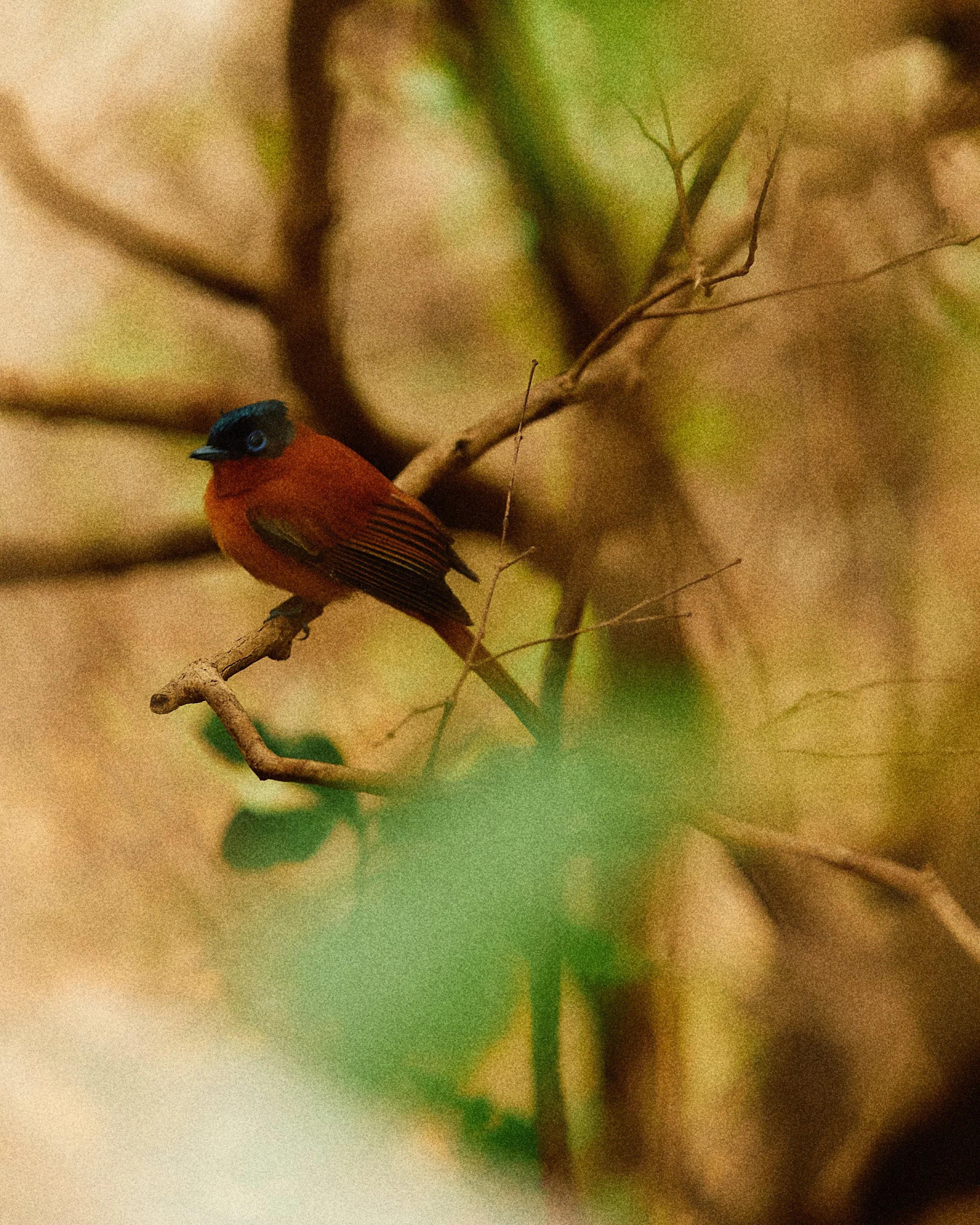 ATMOS_MADAGASCAR_PRINT_840A2978_1.jpg
