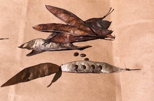 Tree Seed Collection