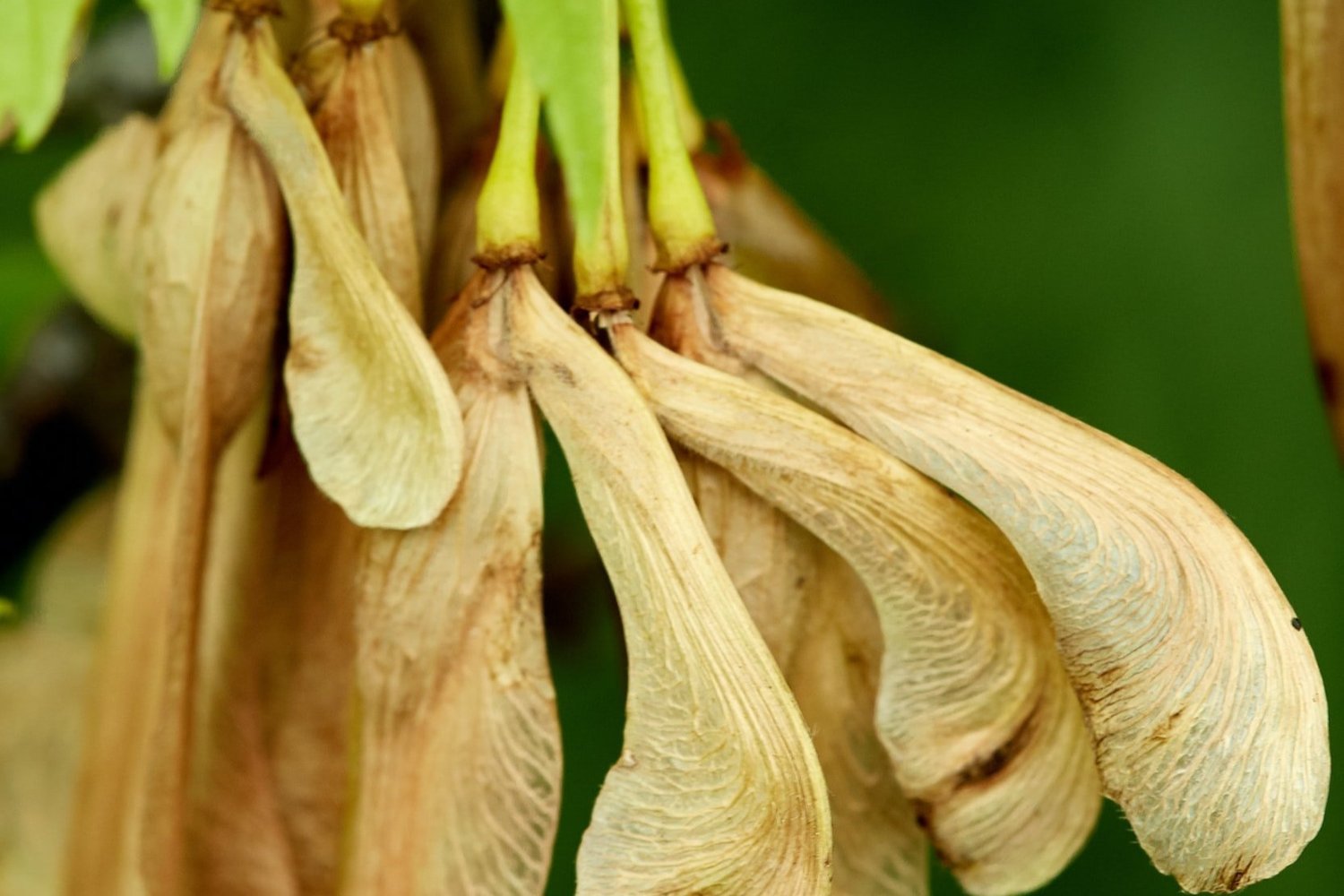 Tree Seed Collection