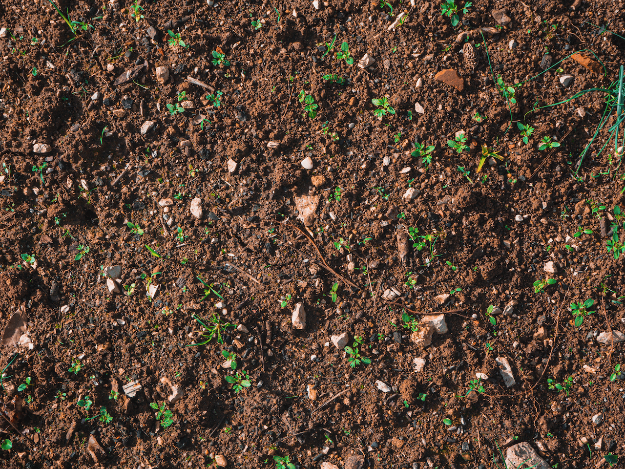 World Soil Day