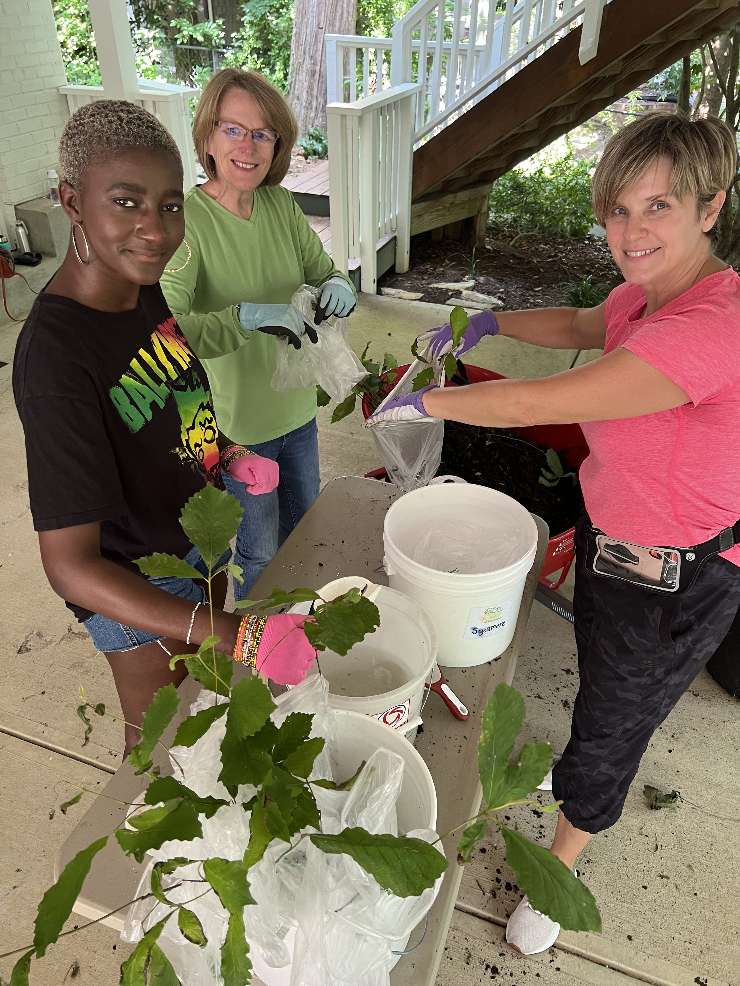 Tree Seedling Prep for Tree Giveaway