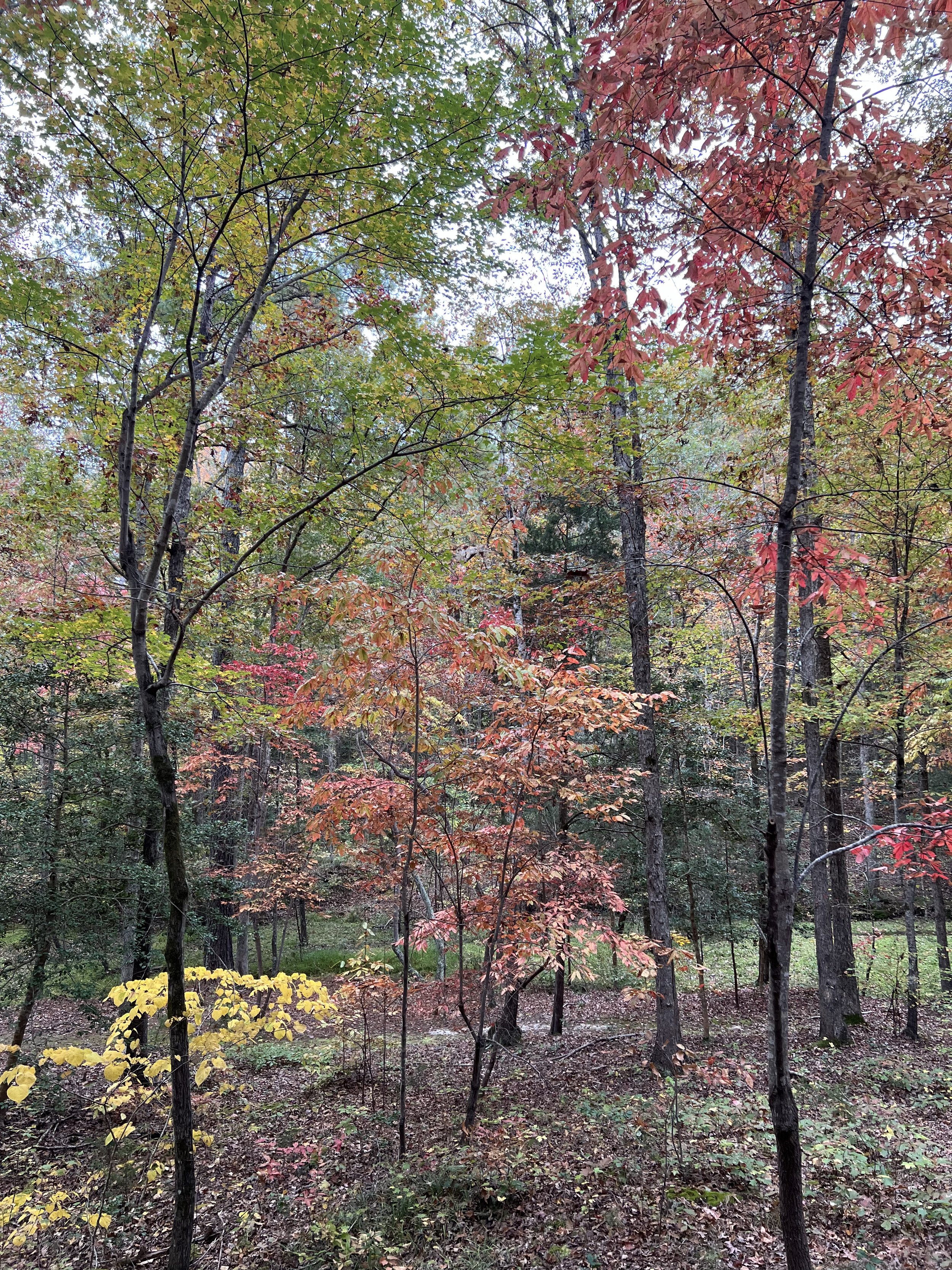 Raleigh Tree of the Year Contest