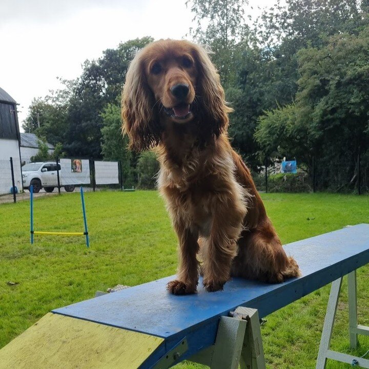 🐶🌳💨Want a Saturday date with your pup in our outdoor doggy play park? 🗓️✅

Saturdays in November are starting to fill up quickly. 🏞️🐾

PUP onto our website and book your slot now. 📲🐕

Don't let your best furry friend miss out on all the tail-