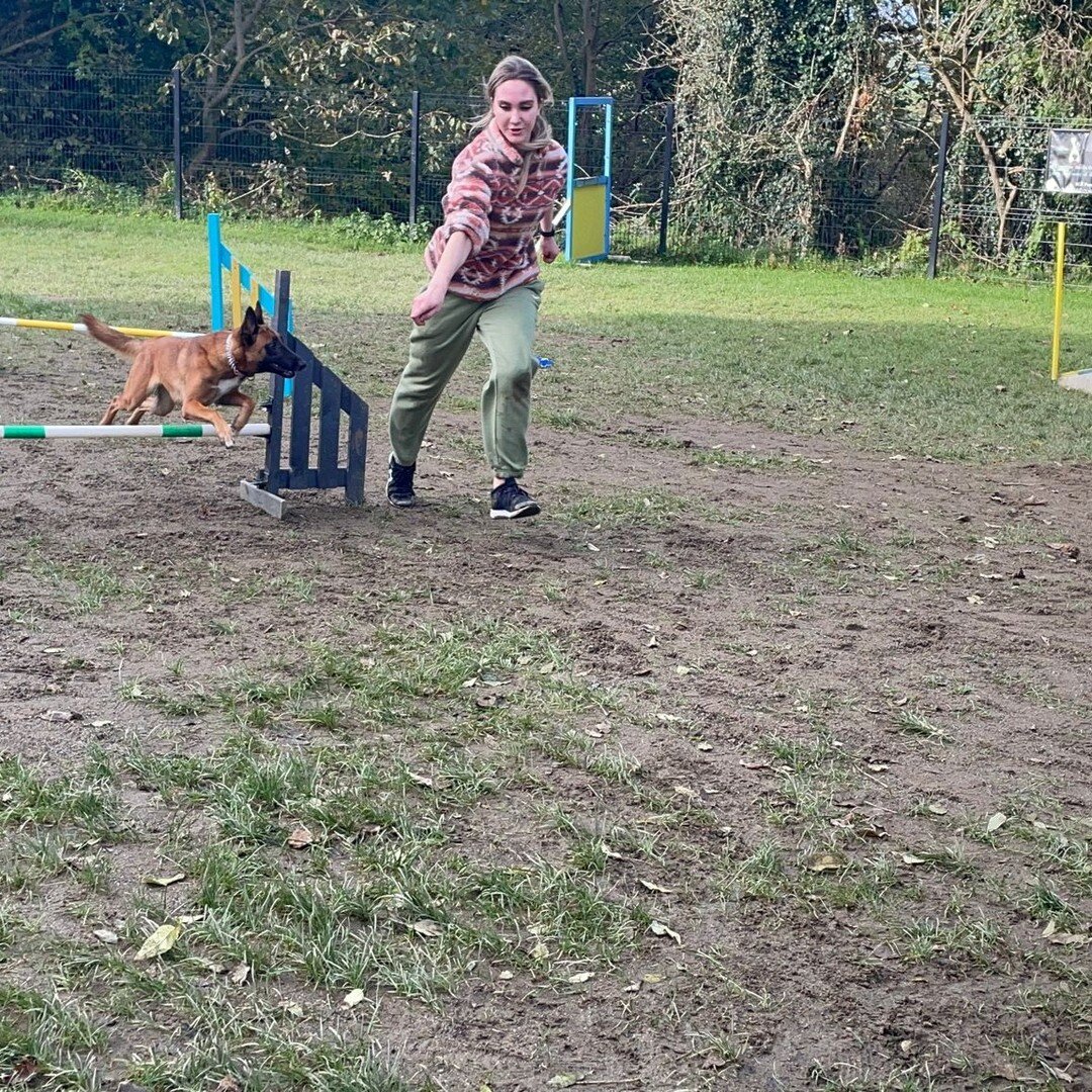 🌟 Thursday (tomorrow) has another round of 1 2 1 agility lessons at our dog park with Agility Training With Caitlin at Barking Paws. 🌳

📸 Here are a few pics from last week. These dogs are really coming on!📷

💥 Contact Caitlin now to book in for