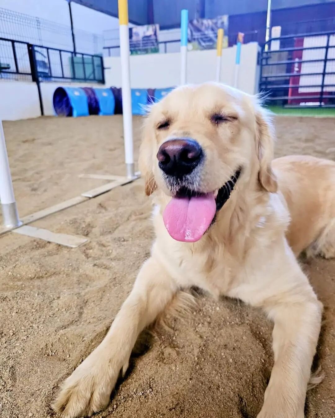 🐶📸 &quot;We had a special visitor yesterday for an indoor play session. Miss Ali B - what a pretty pupper. 😍✨

📅 Stay tuned for more adorable pics of Ali, as we will be posting them tonight! She has already stolen our hearts, making her an early 