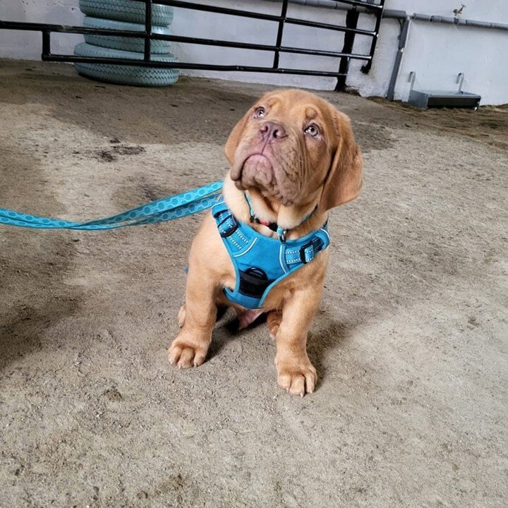 📷🐶 &quot;Awk wee Leon has gone and won our October Pic of the Month Comp! 🎉 An especially strong showing on Instagram took this lovely wee puppy ahead of the majestic Koda and the energetic Finn! 🏆

Thanks to everyone who voted on FB/Insta/privat