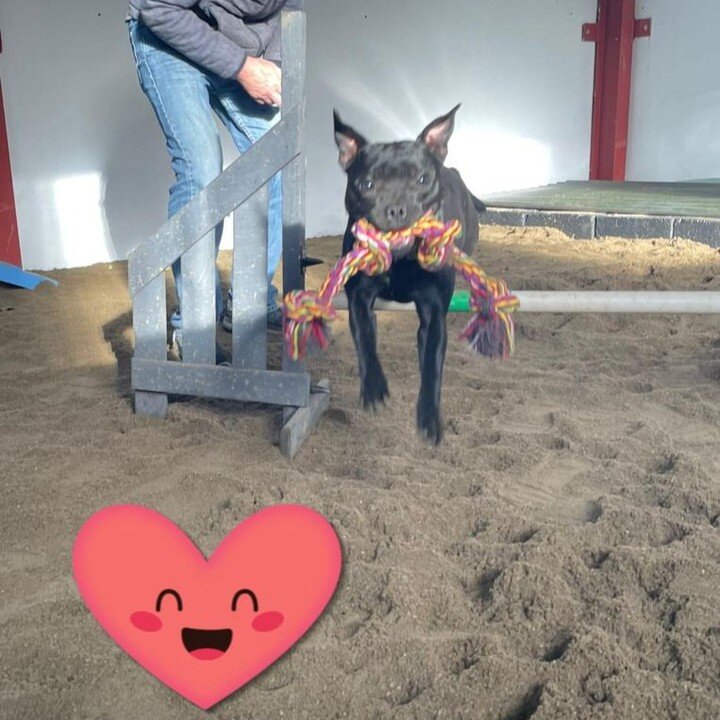 🐾 Look at this wee pocket rocket! 🚀

Weekly 1-2-1 agility lessons with @agilitywithcaitlinbarkingpaws are really paying off - Grogu is literally flying over our obstacles. 🐶💨#

🏋️She's back at the indoor park from 9am -7pm on Thursday again! 📅
