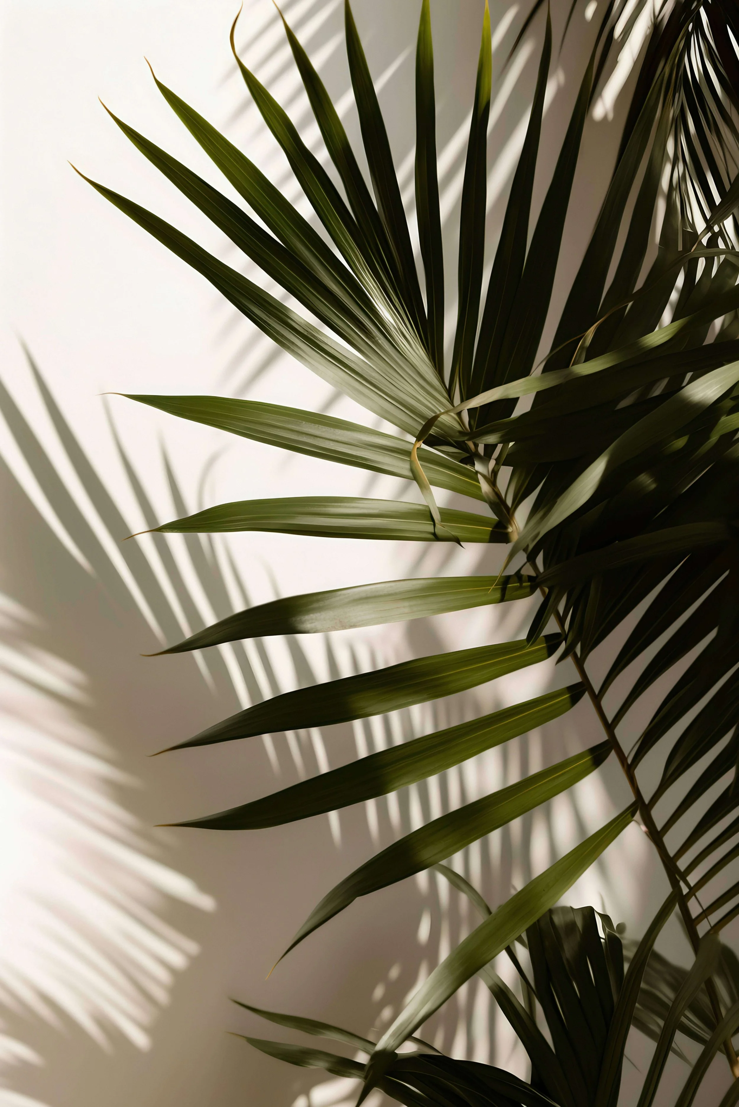 Palm leaves casting shadows on a white wall