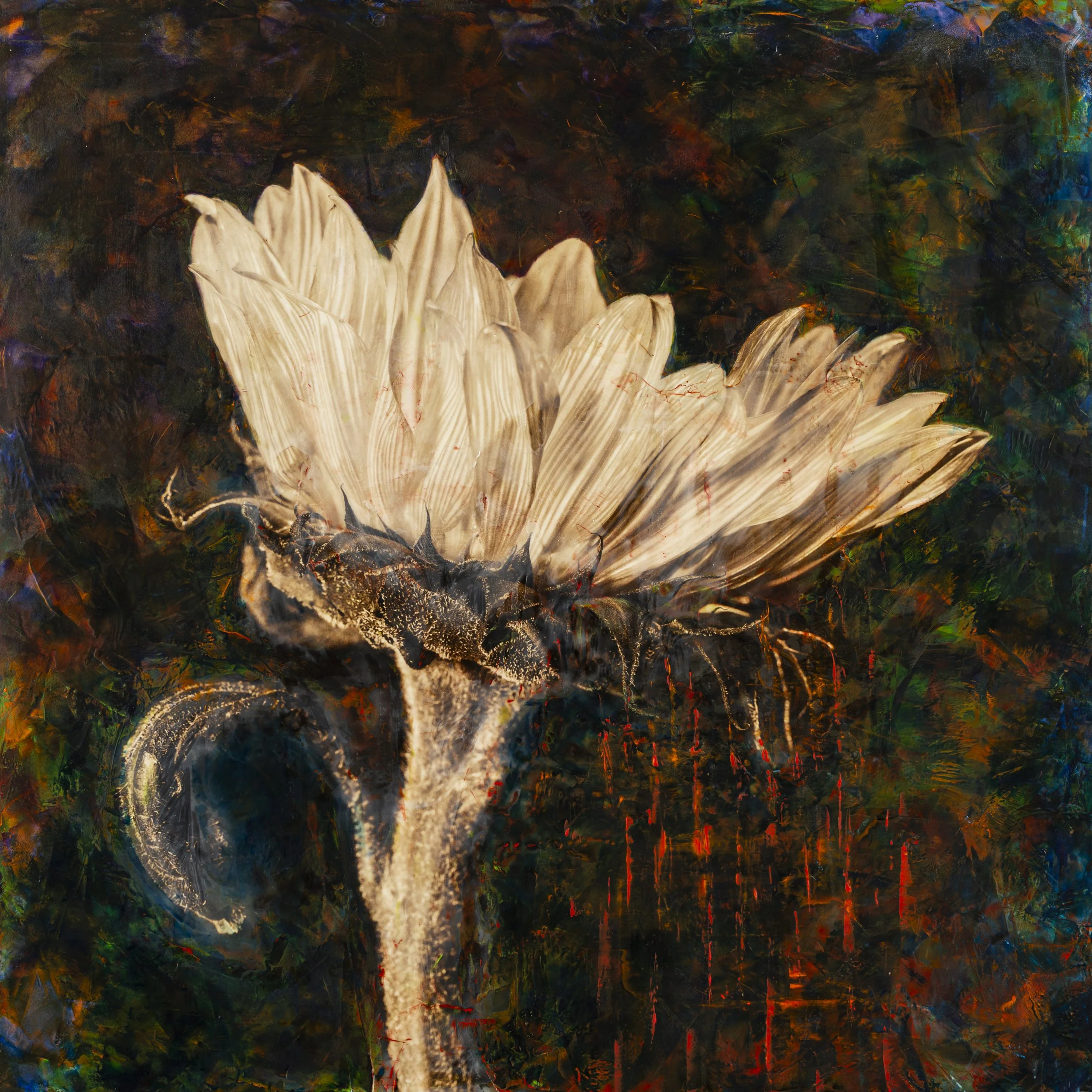 My Heart Spills Out  40" x 40"  Photo Encaustic on panel   SOLD