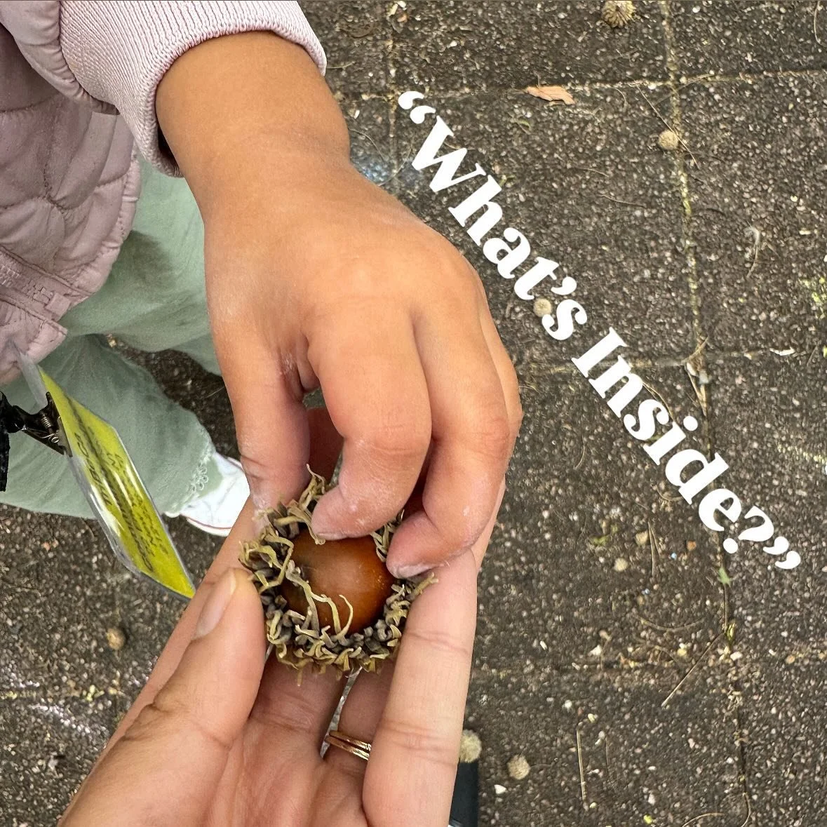 The curious minds of Room 6 have been busy exploring the question &mdash; &ldquo;What&rsquo;s inside? &ldquo;🌿✨

We began this investigation by examining natural materials such as pumpkins, gourds, and acorns, carefully observing textures and shapes