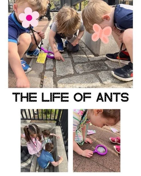 With the arrival of warmer days, Room 7 has been utilizing outdoor spaces. One ant discovery evolved into a tradition of searching for ants each time we went outside. Discussions of where ants must stay in the park, if ants are mean or nice, and ques