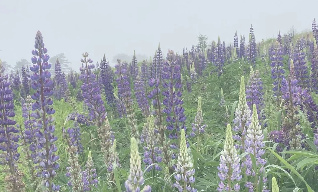Maine Climate News