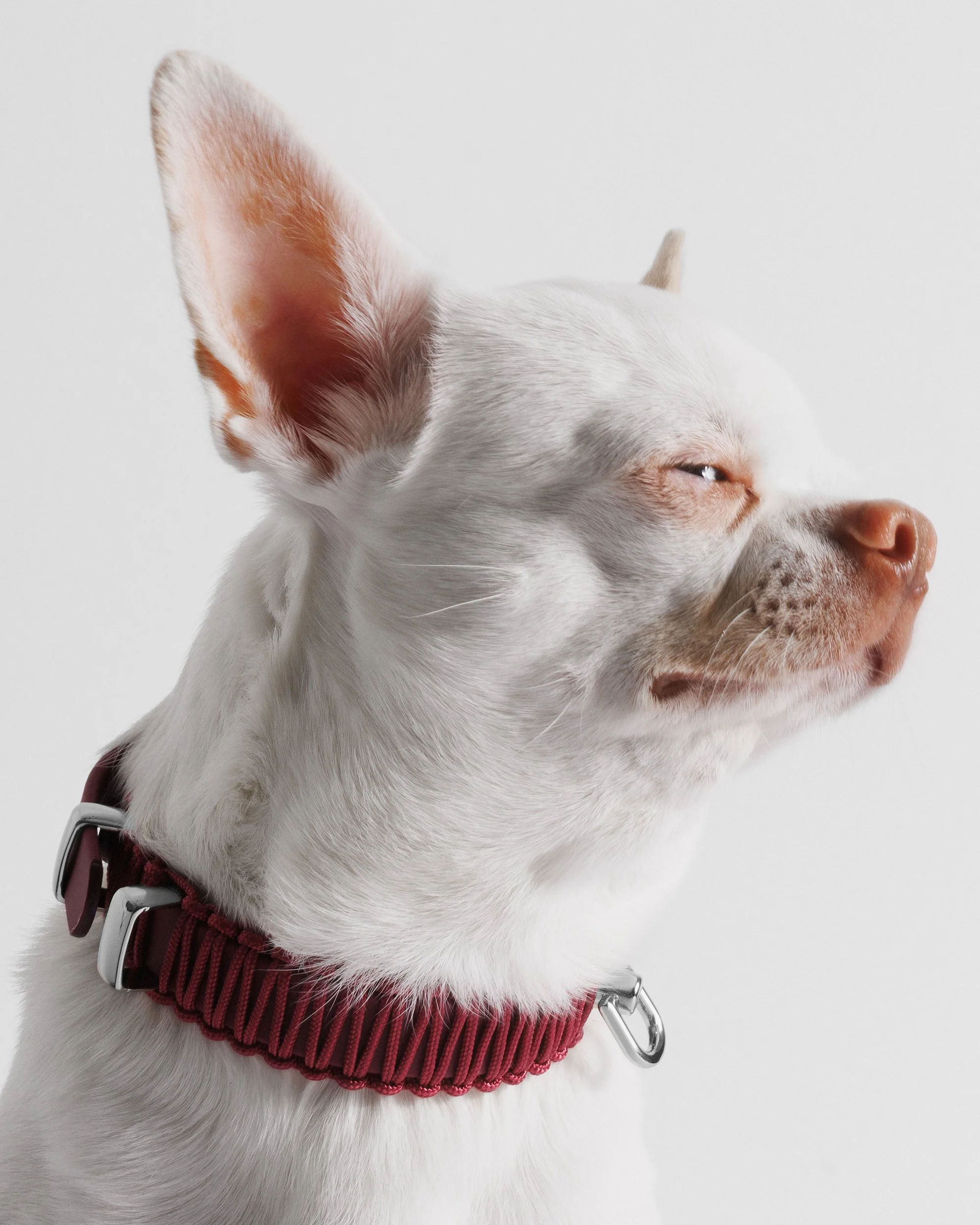 Berry me Moses 5.jpg