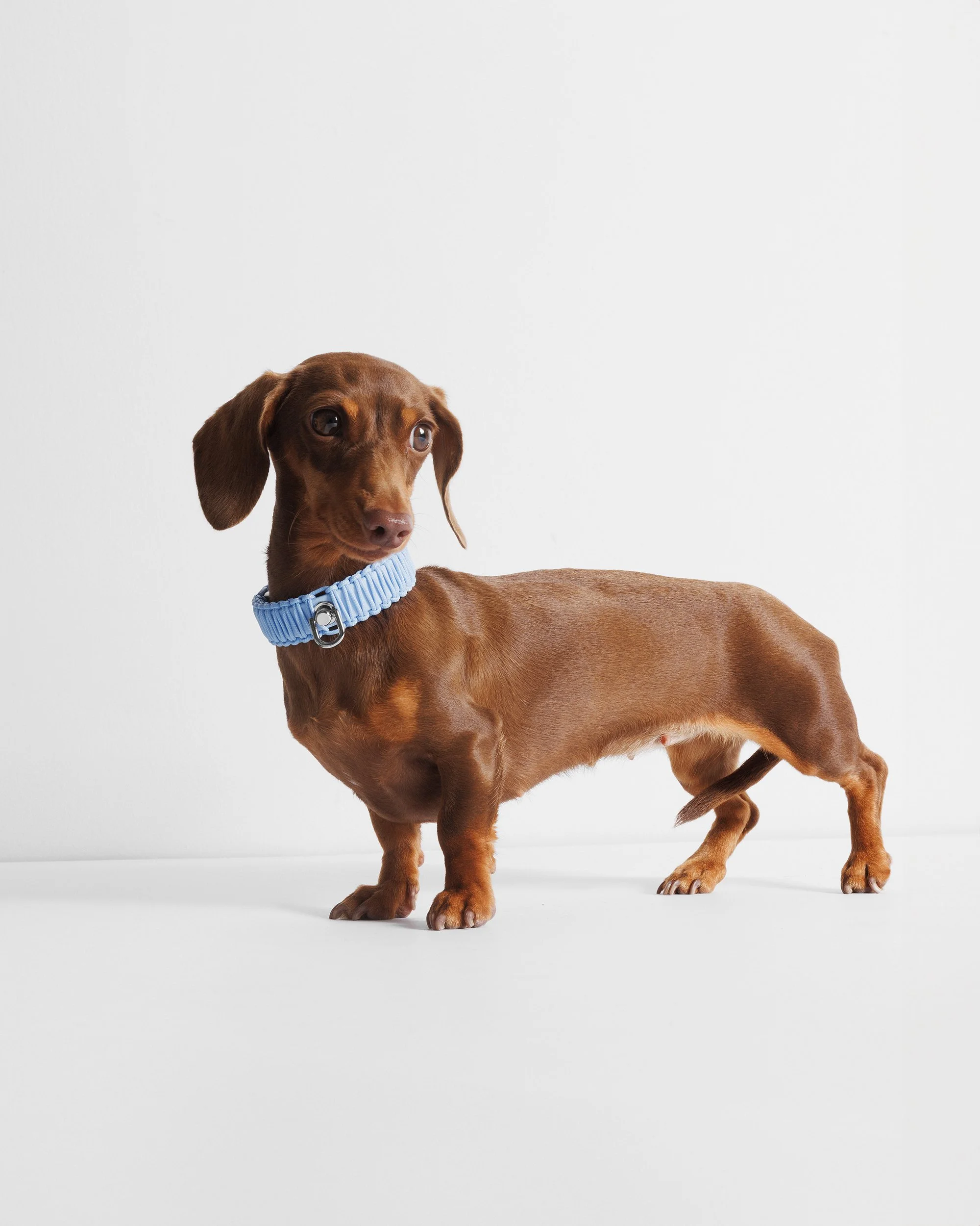 Baby Blue Matilda.jpg