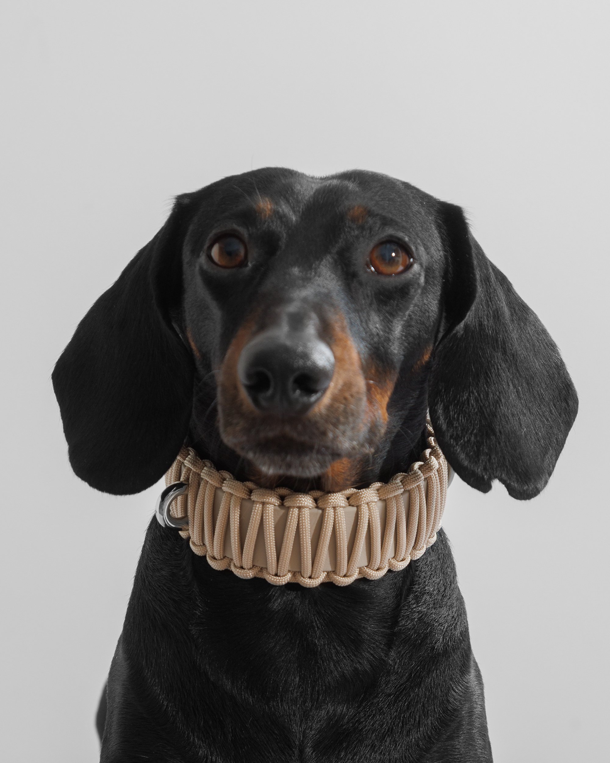 GALAN Collar in Creme de la Creme on Parker portrait.jpg