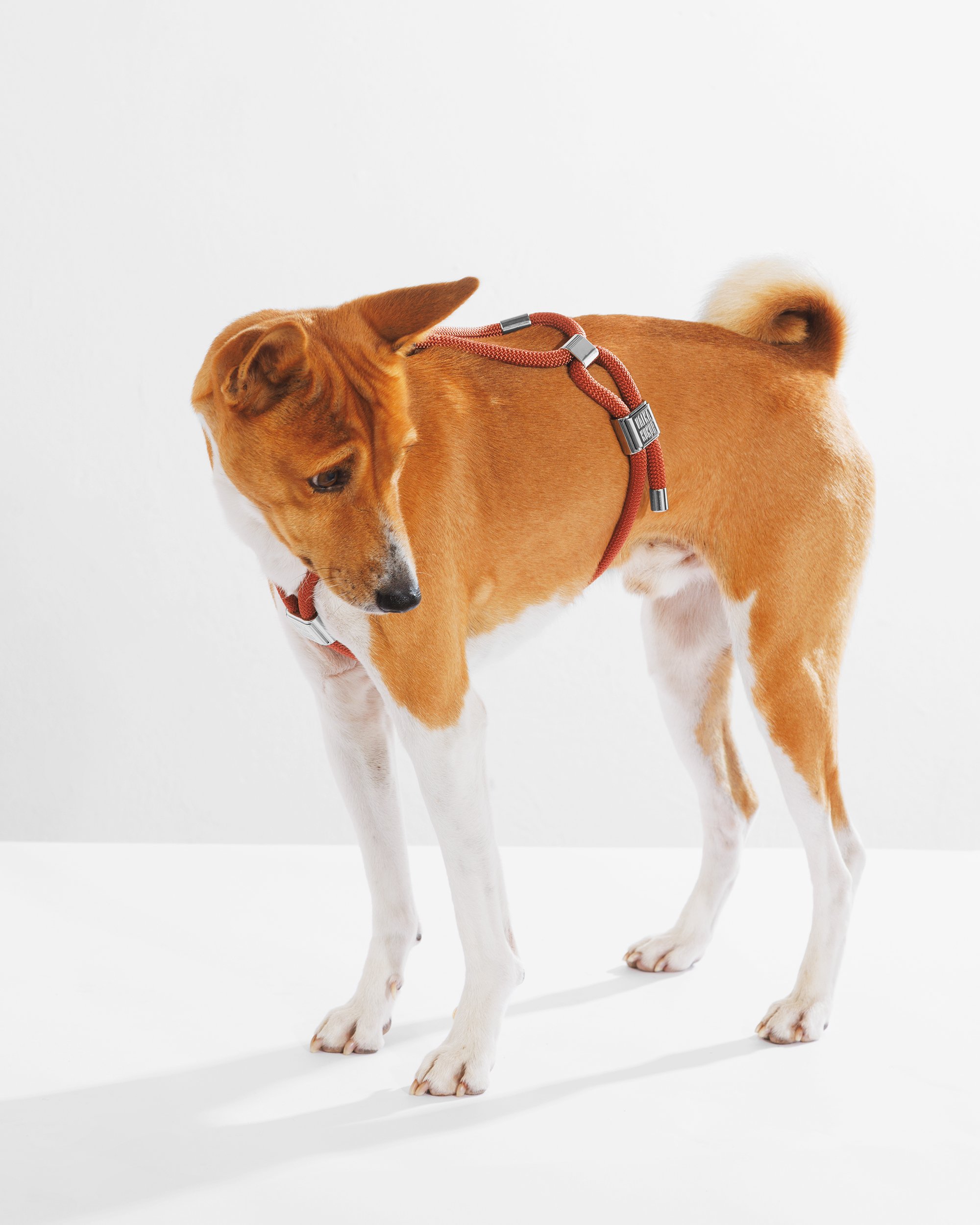 Cinnamon Harness 5.jpg