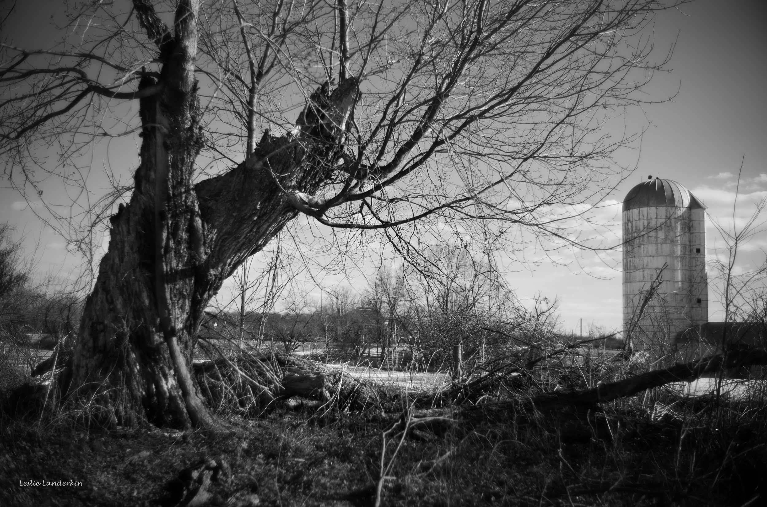 Lucketts 012825-13.jpg