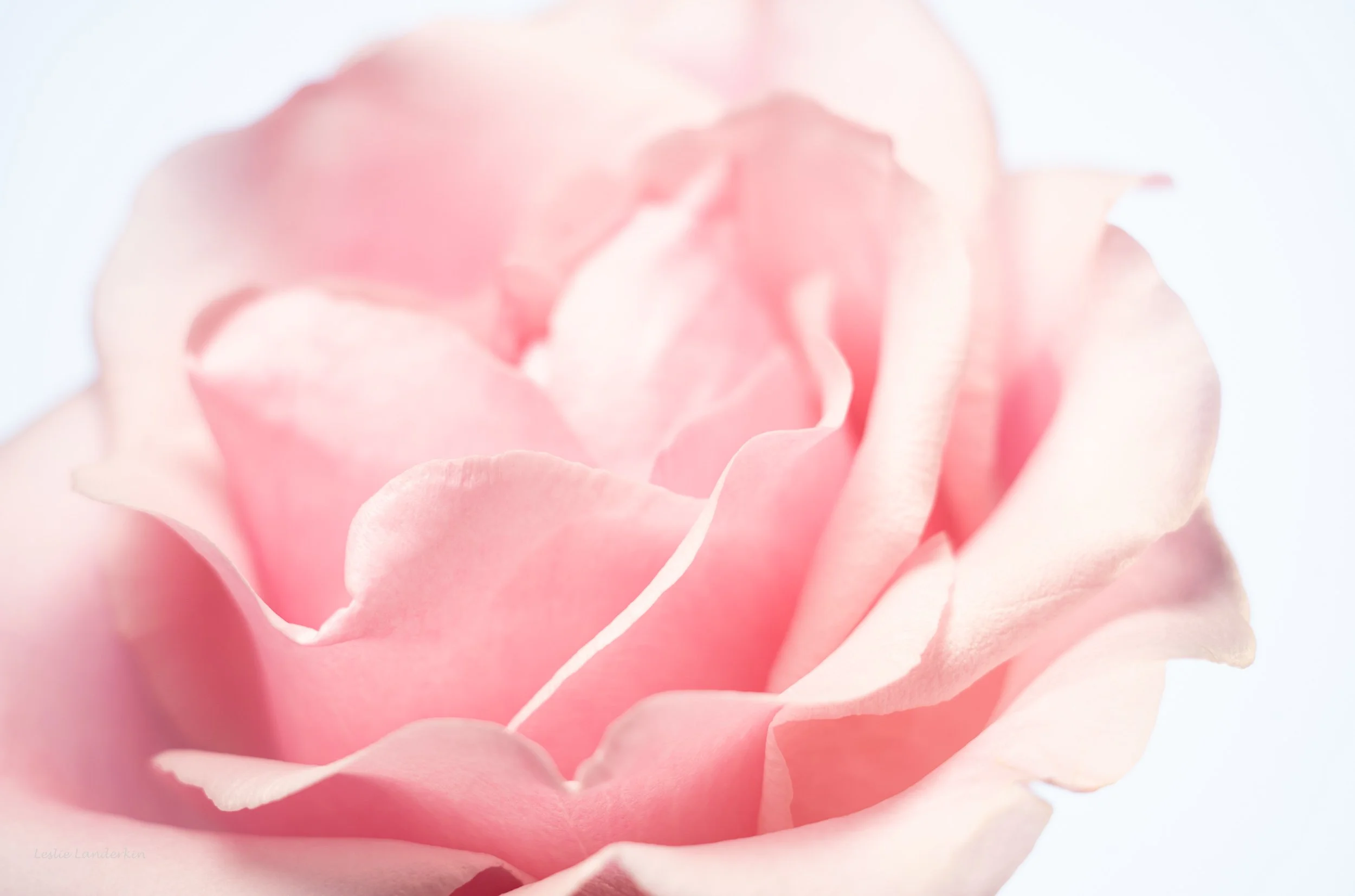 Pink rose 090425-5.jpg