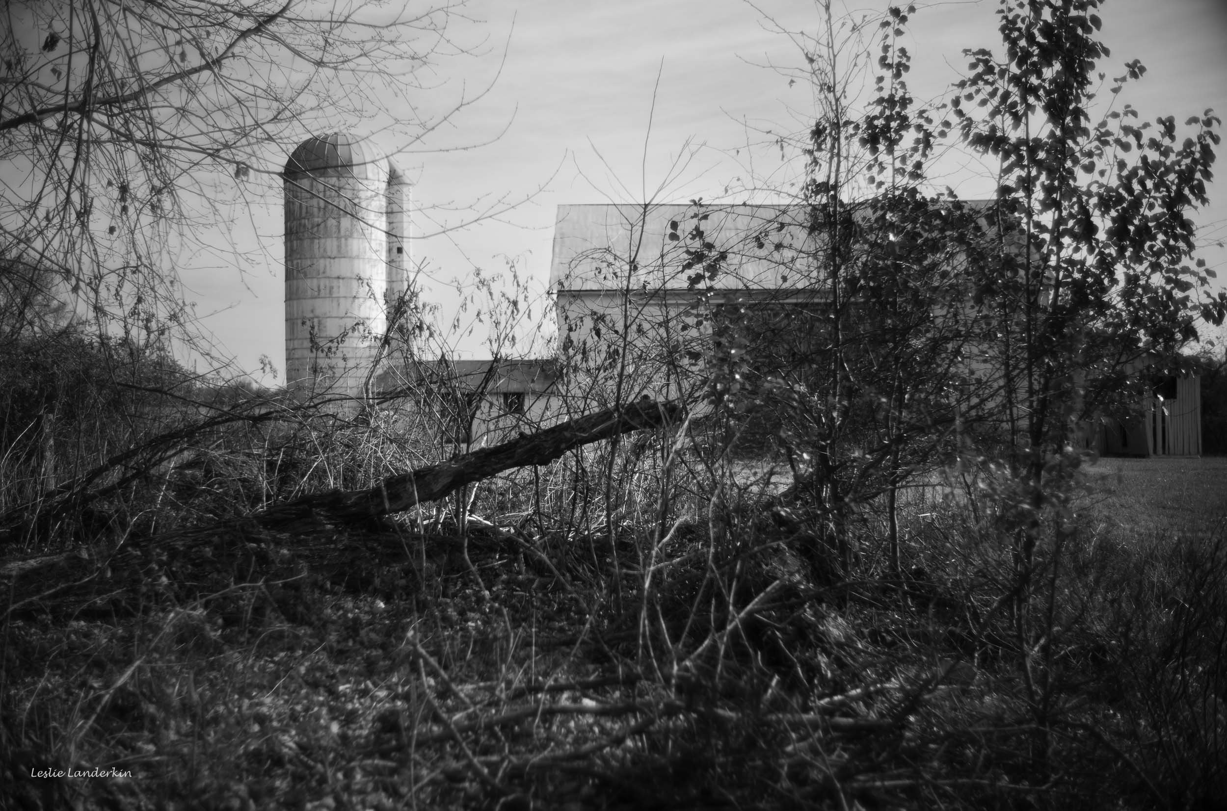 Lucketts 111824-57.jpg