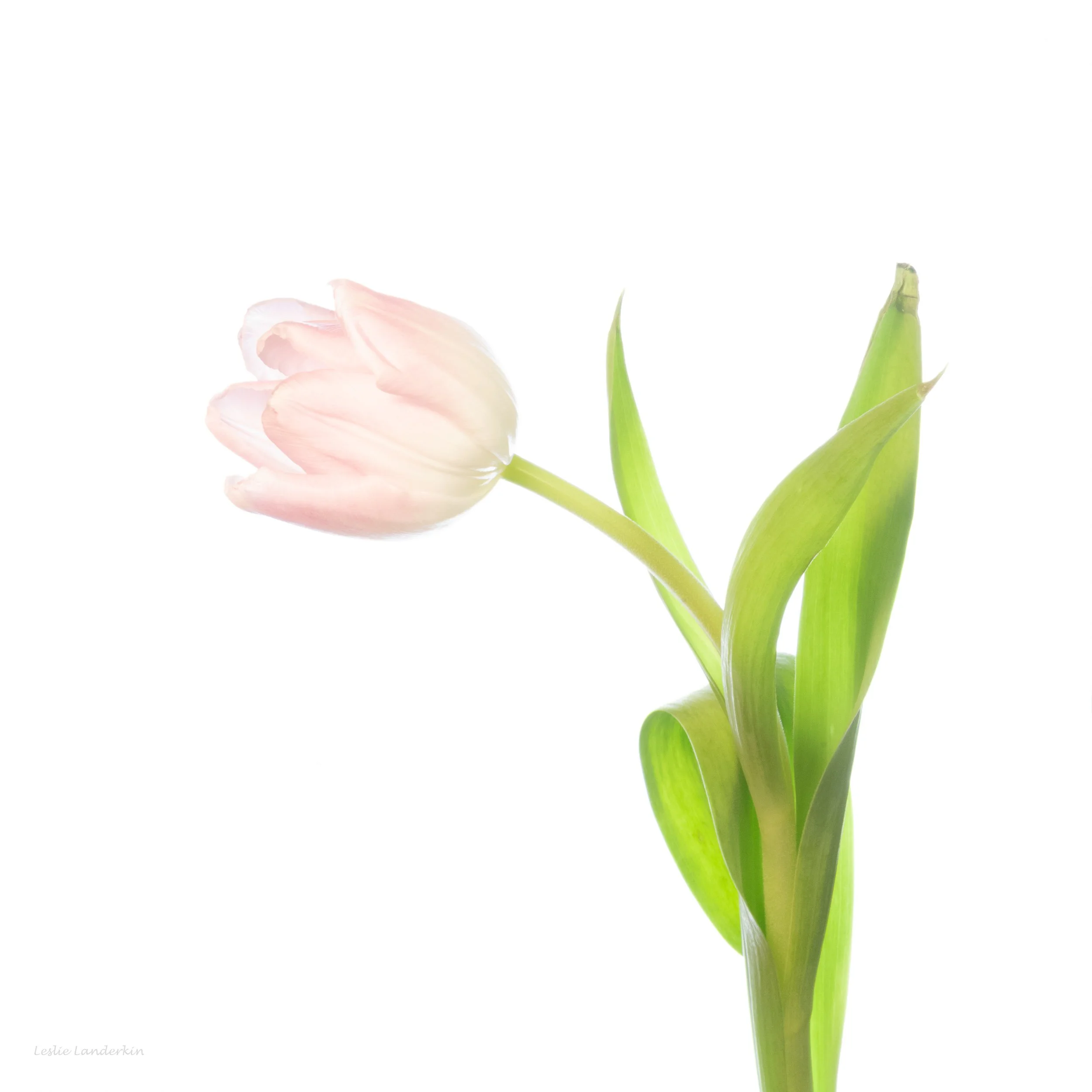 Pink Tulips 021724-12.jpg