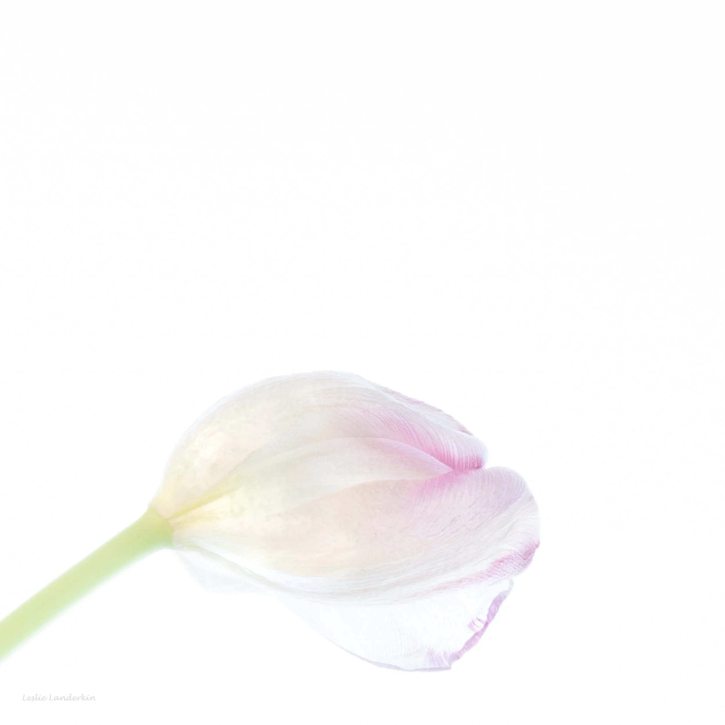 Pink Tulips 2 021524-4.jpg