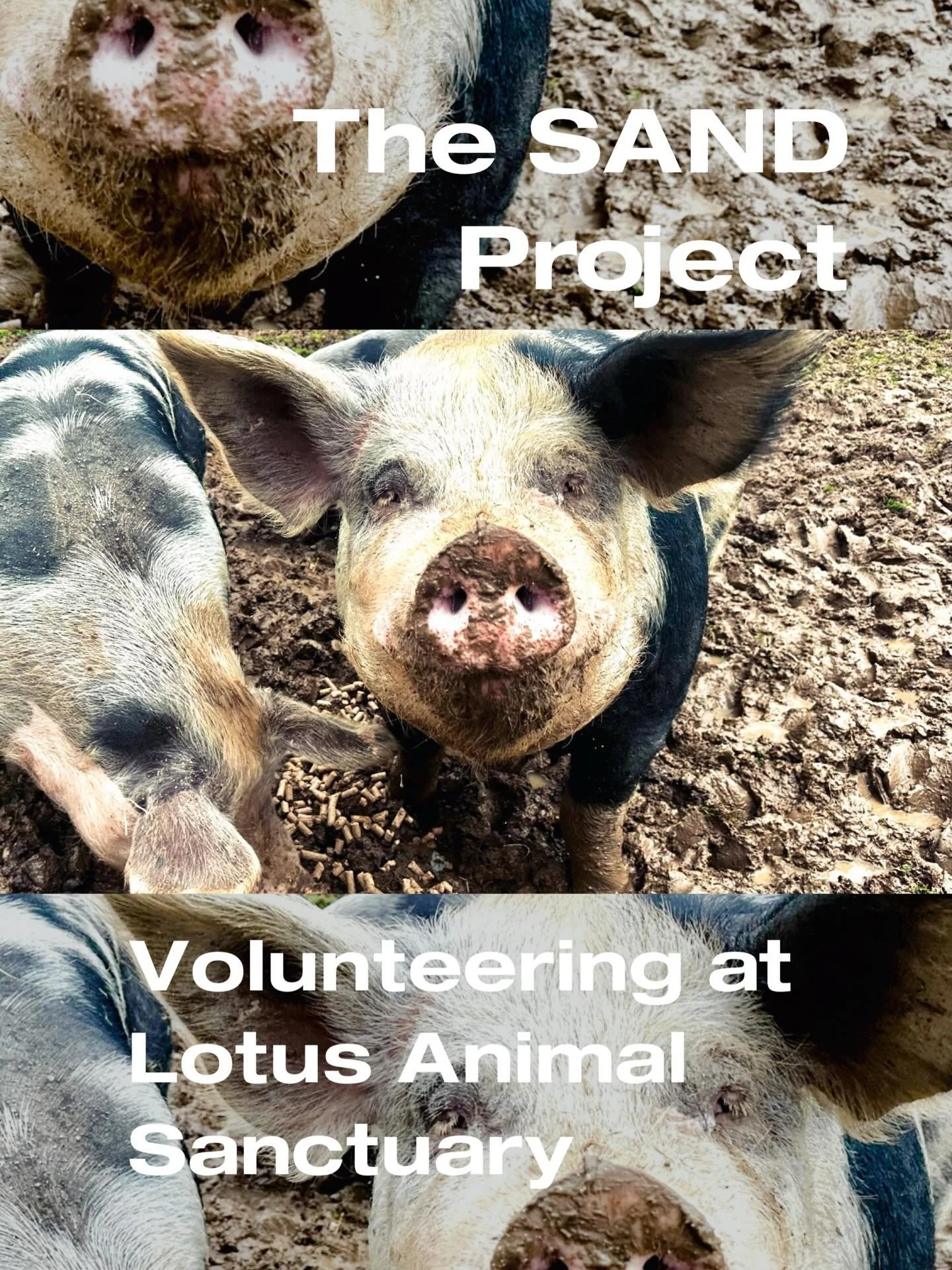 🐑 Volunteering Wins at Lotus Lamb 🐑

This year, several SAND trainees have been volunteering at the wonderful Lotus Lamb Animal Sanctuary &mdash; and they&rsquo;ve absolutely loved it.

We&rsquo;ve seen huge growth in:
✨ Confidence
🐾 Animal care s