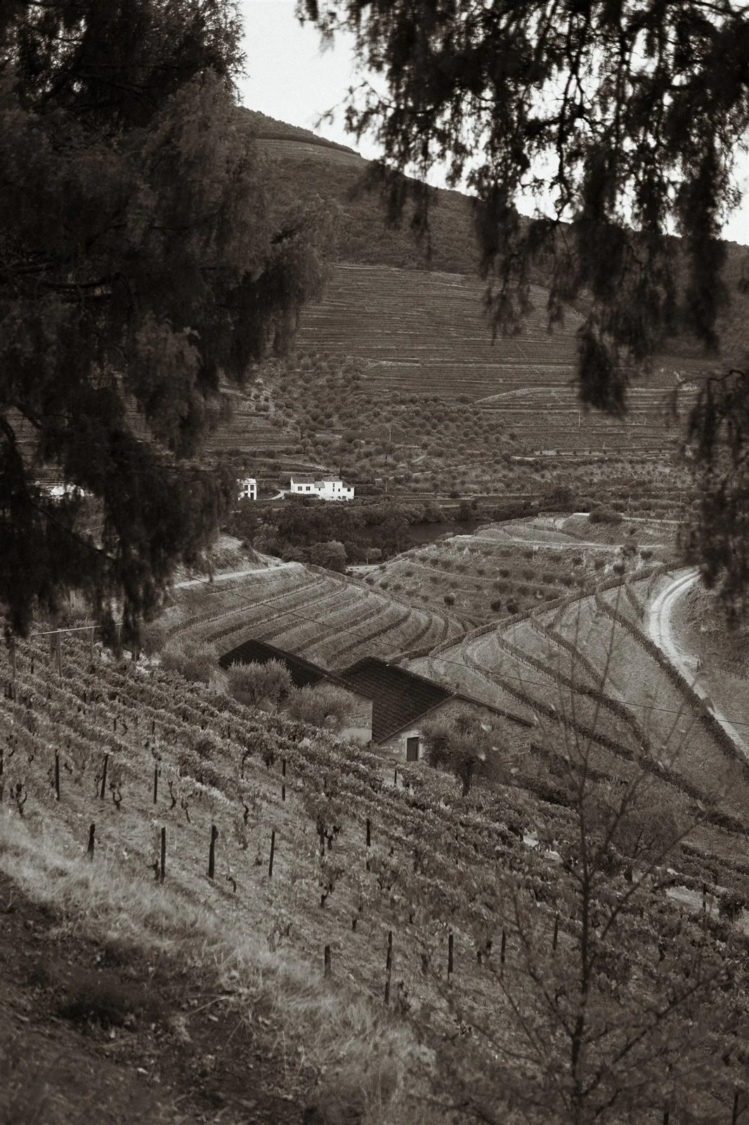 the-vintage-house-douro-wedding-73.jpg