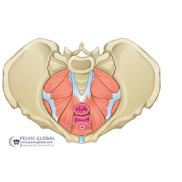 Demystifying the Pelvic Floor: Anatomy, Functions, and Health