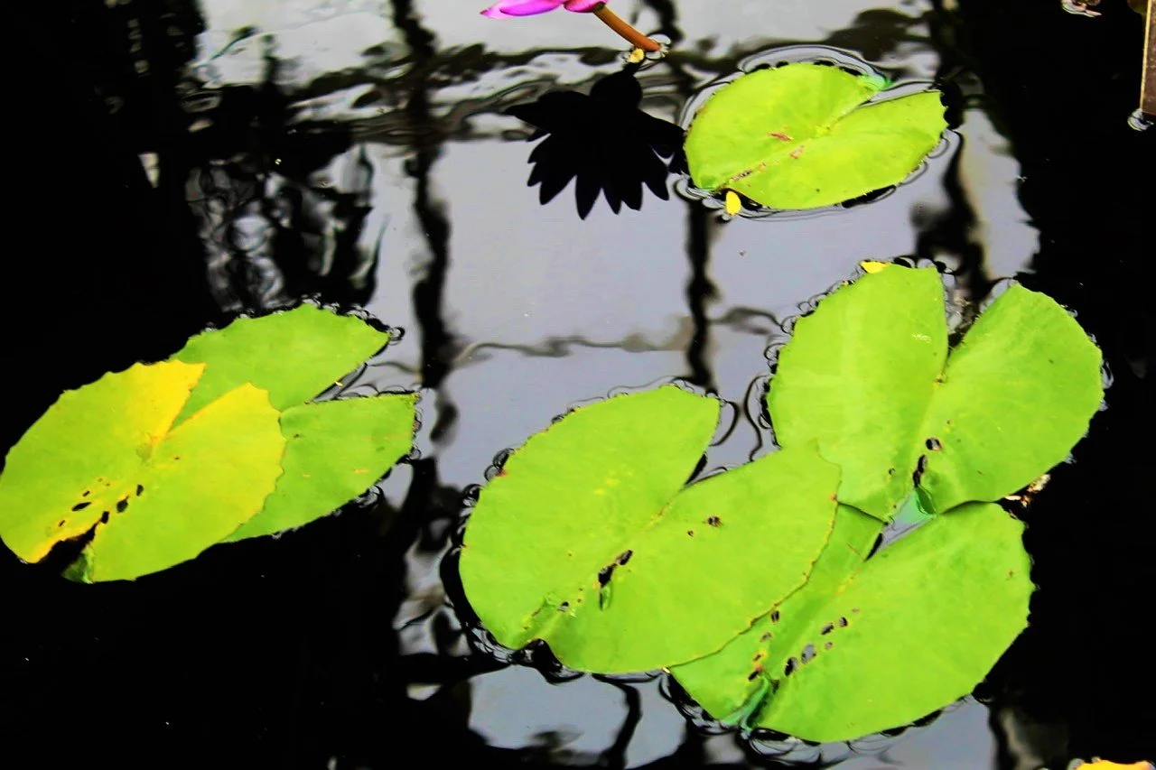 BG Green leaves foutain.jpeg