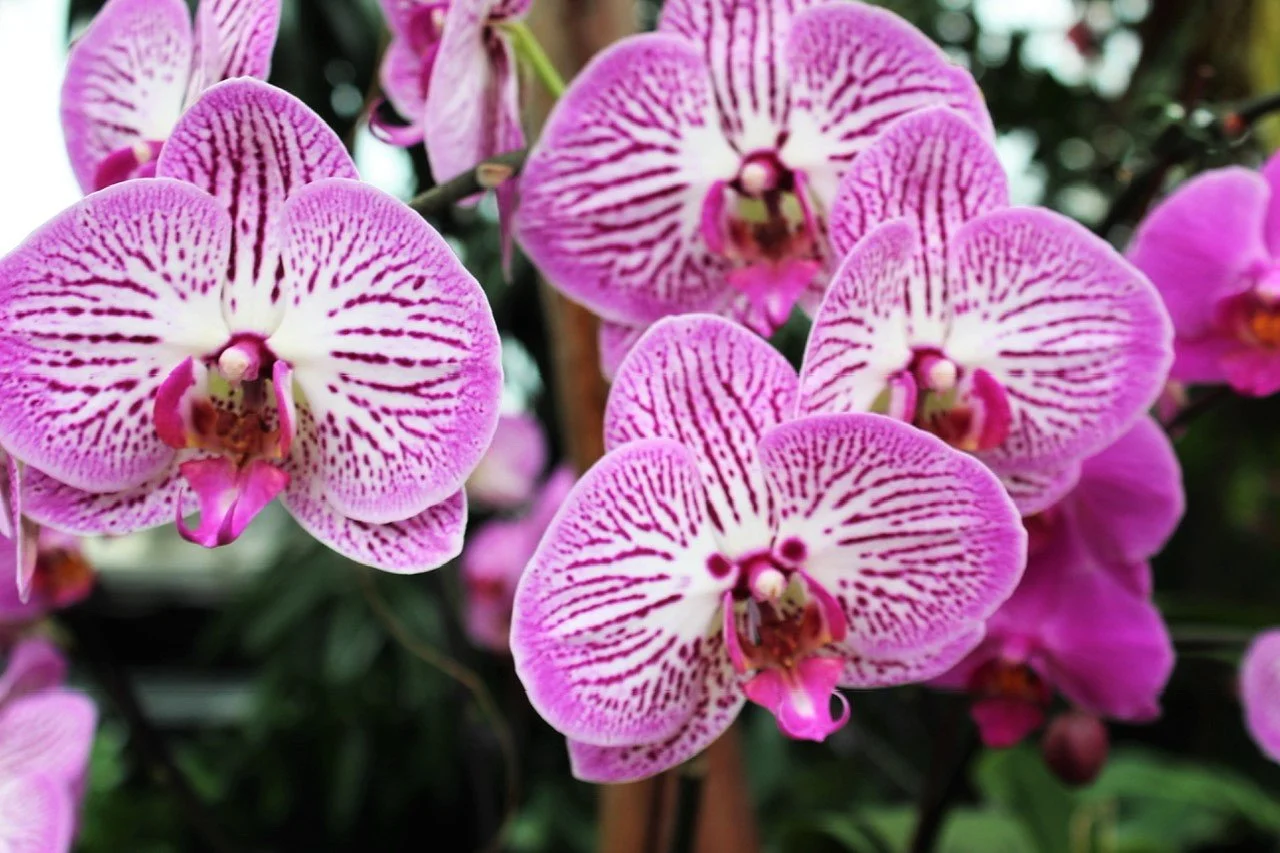 BG Close-up pink flowers.jpeg