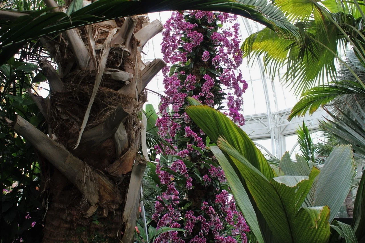 BG Greenhouse Orchids.jpeg