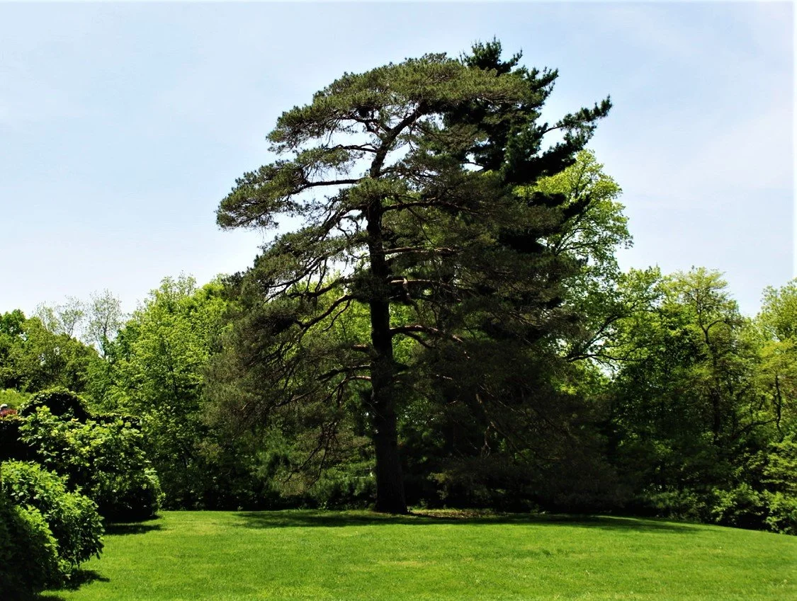 WH backyard tree.jpeg